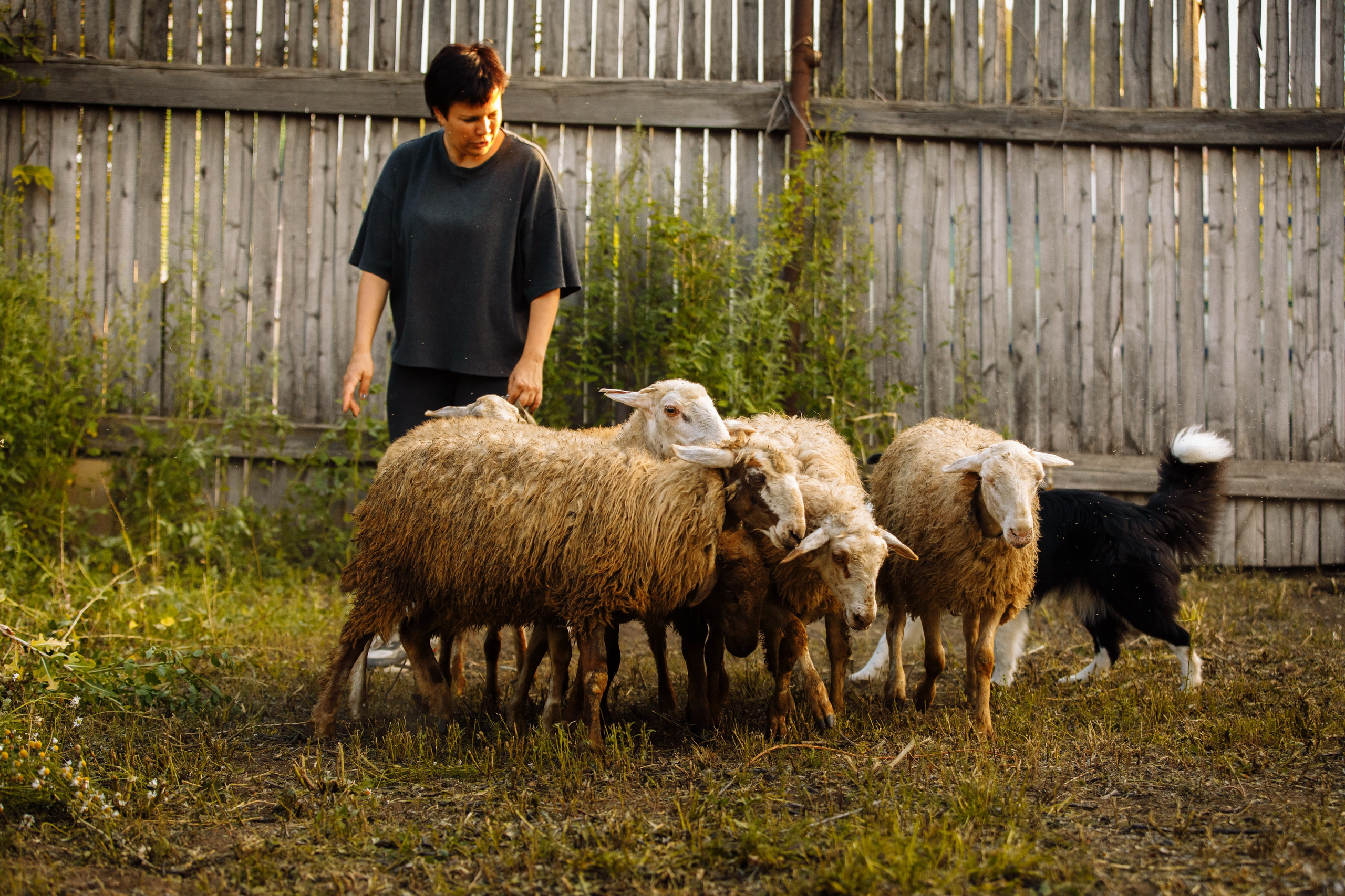 Овечий день. О нас