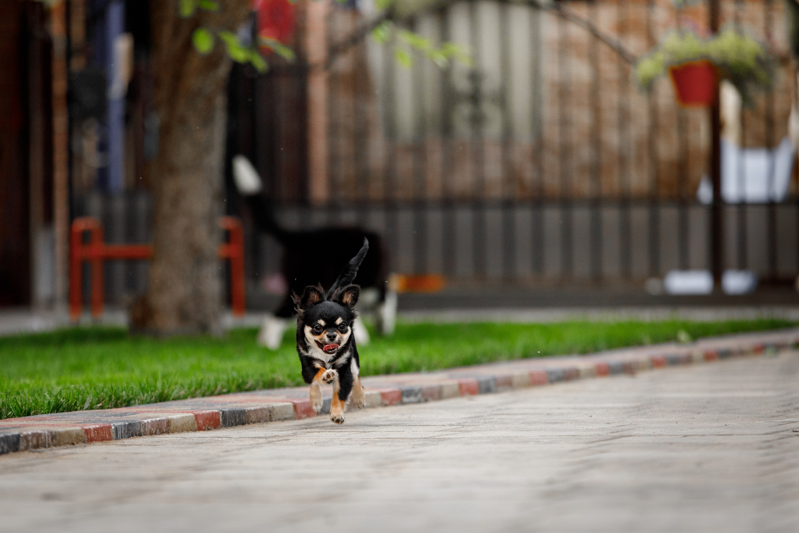 Болтовня в саду. О нас