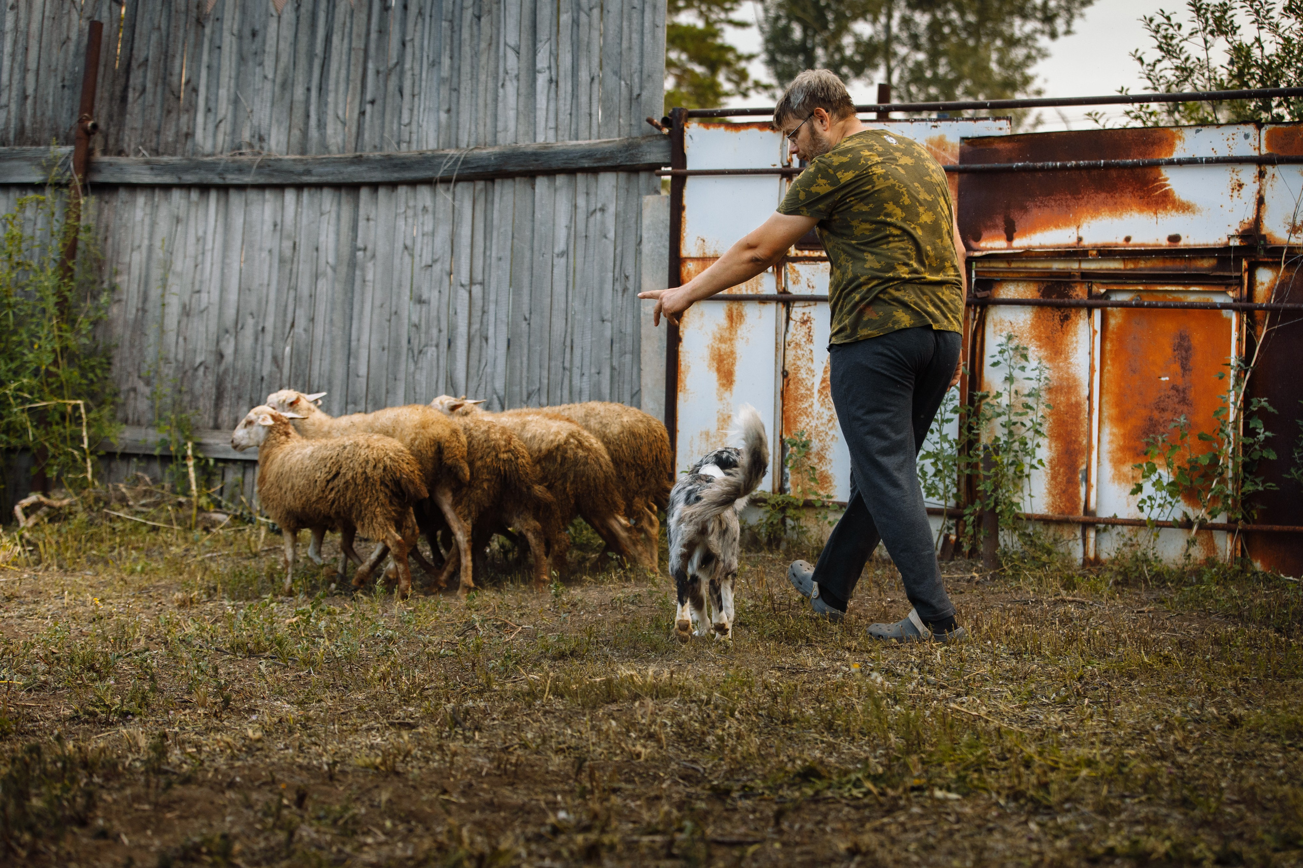 Овечий день. О нас