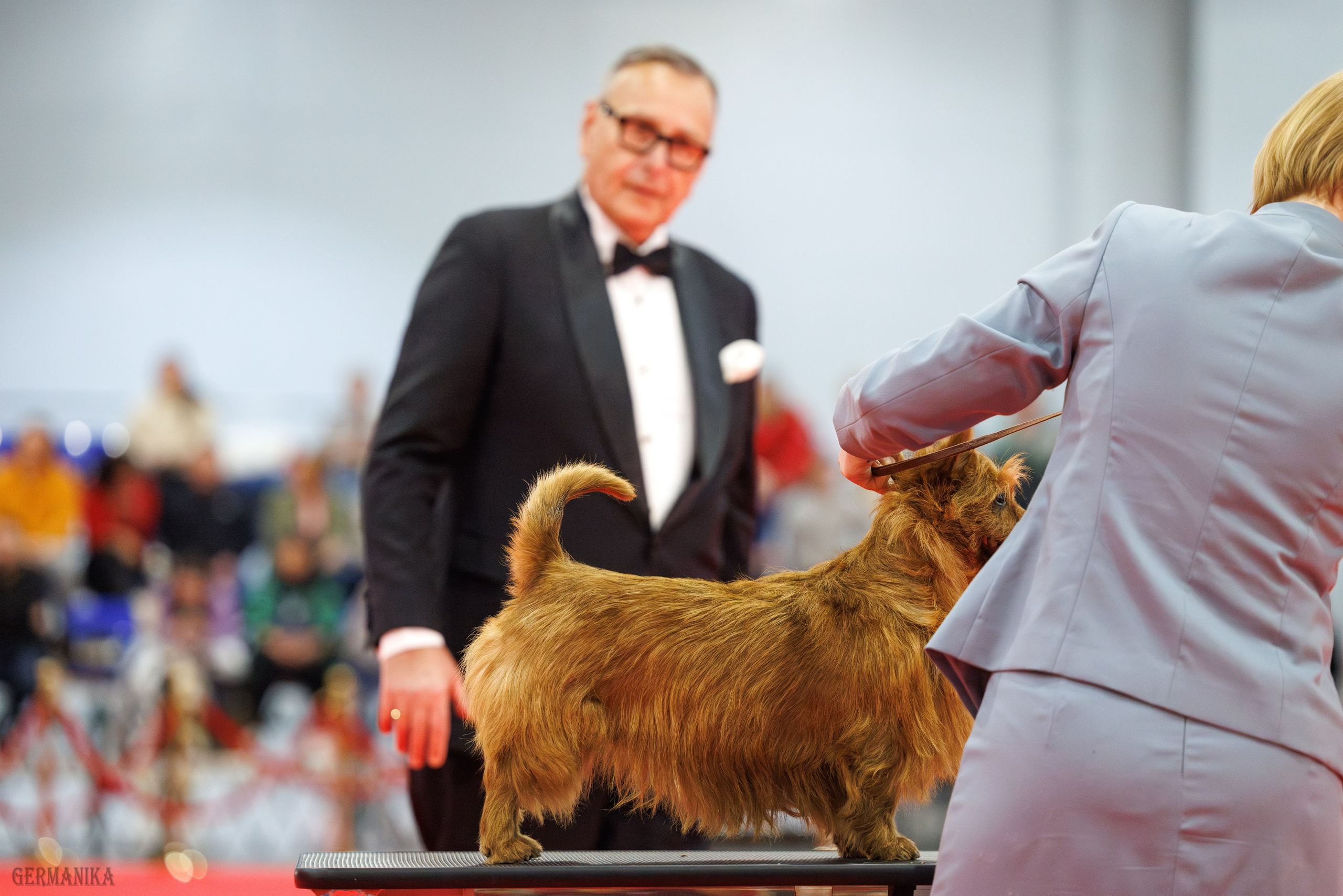 Лучшие Собаки России 17-18.02.2024. Фотограф-анималист Юлия Германика