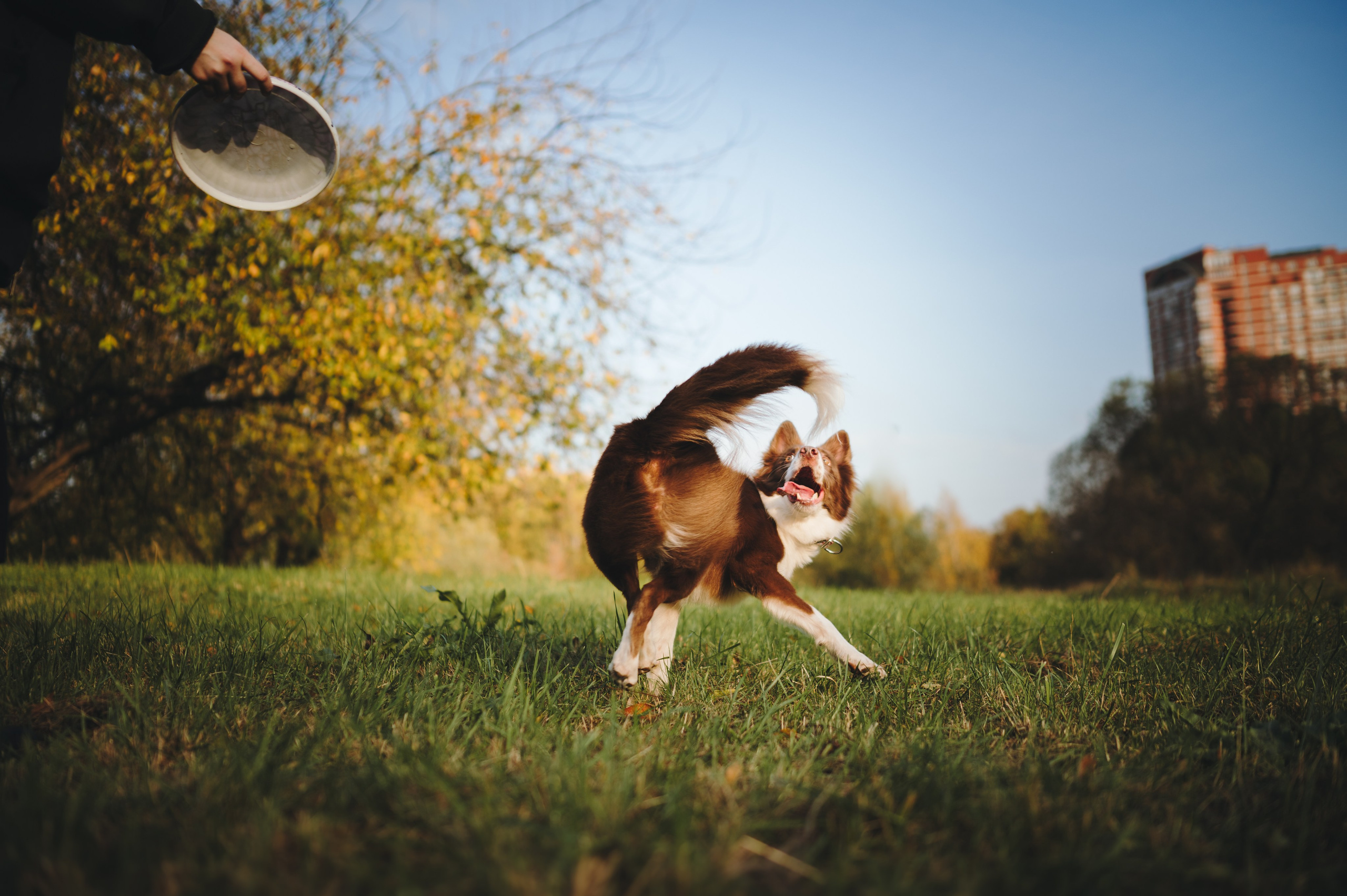 Даша, Мика и Теллур. Семейный фотограф анималист Ананьева Мария — Москва