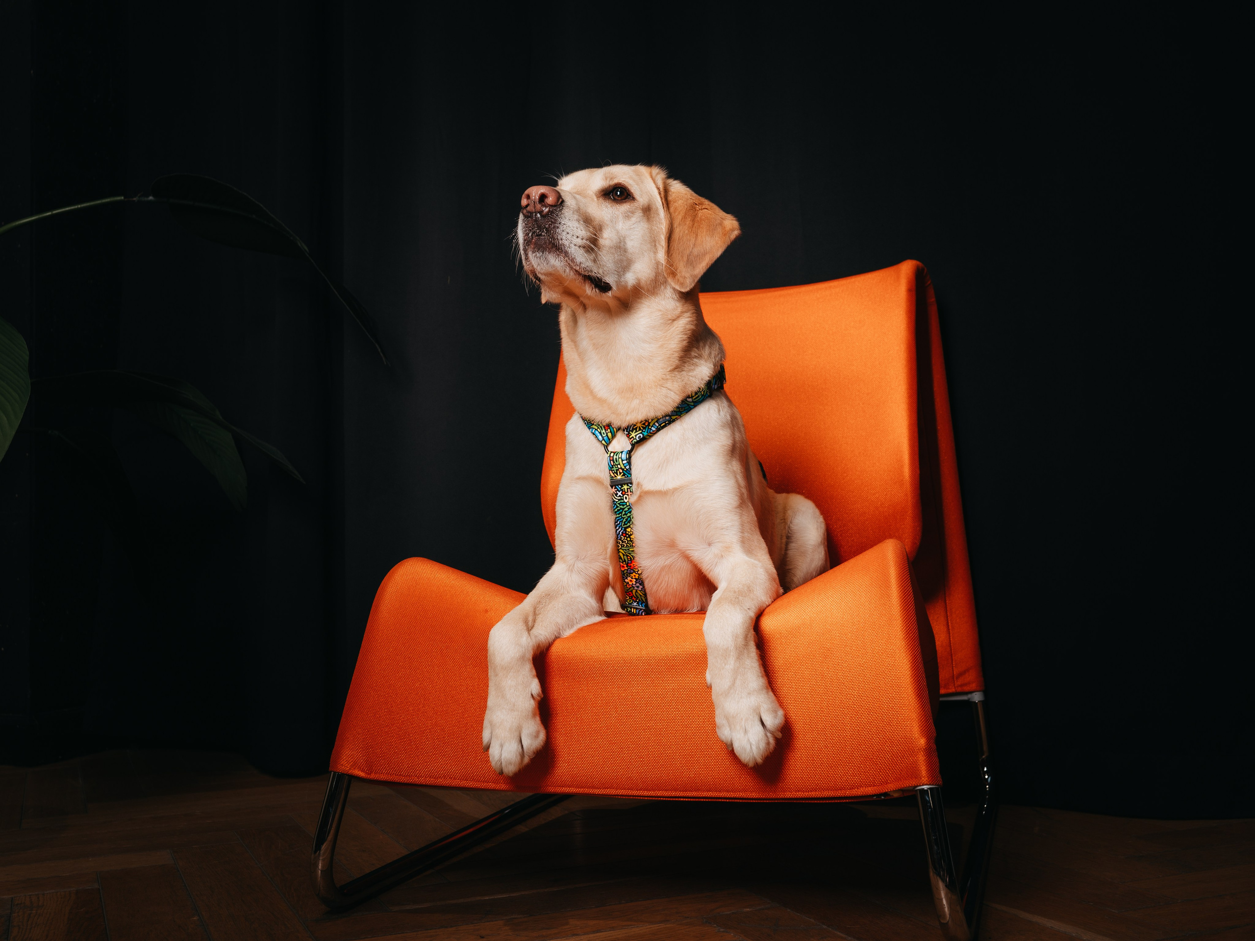 Cosmodog. Амуниция. Семейный фотограф анималист Ананьева Мария — Москва