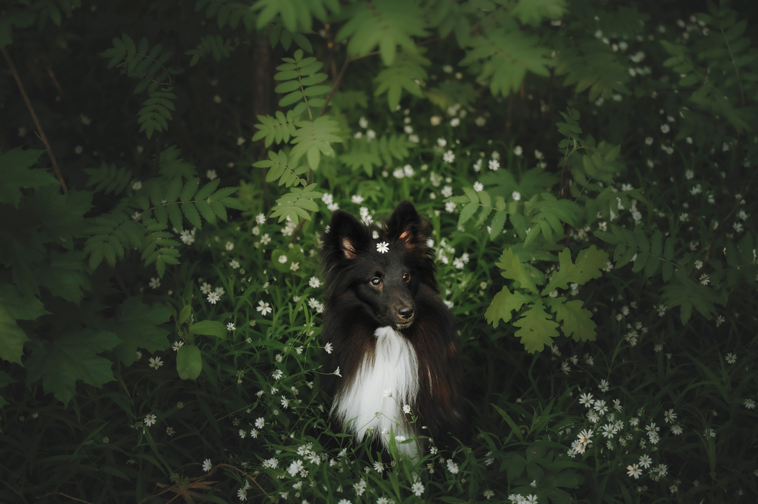 Юля, Никс и Чайф. Семейный фотограф анималист Ананьева Мария — Москва