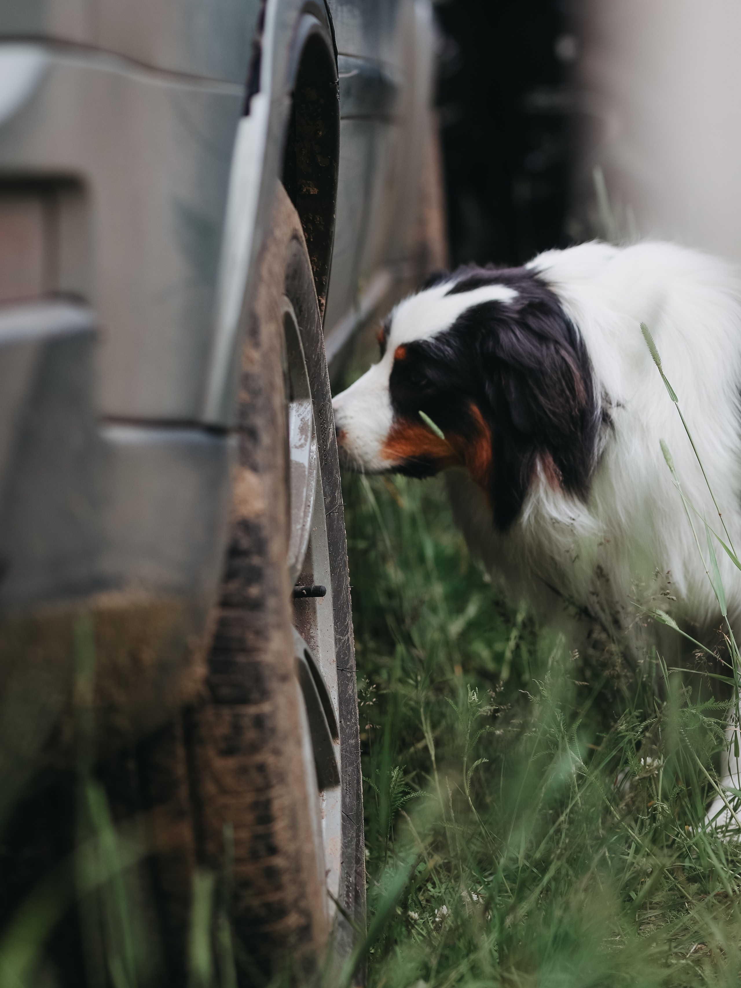 Лагерь ноузворк. Фотограф-анималист в Москве Кириллова Татьяна