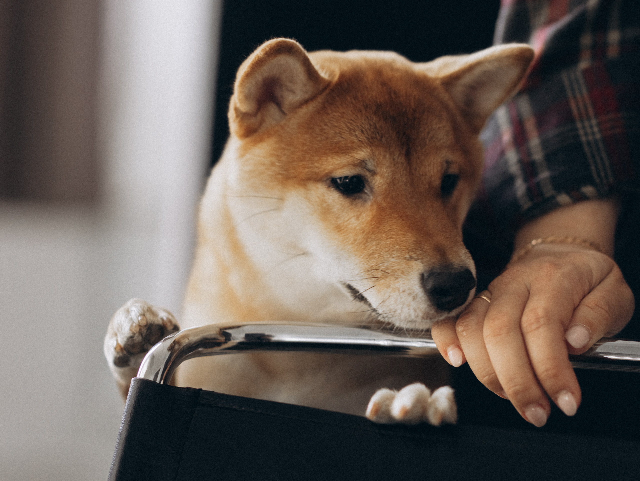 Мика и Настя. Фотограф-анималист в Москве Кириллова Татьяна