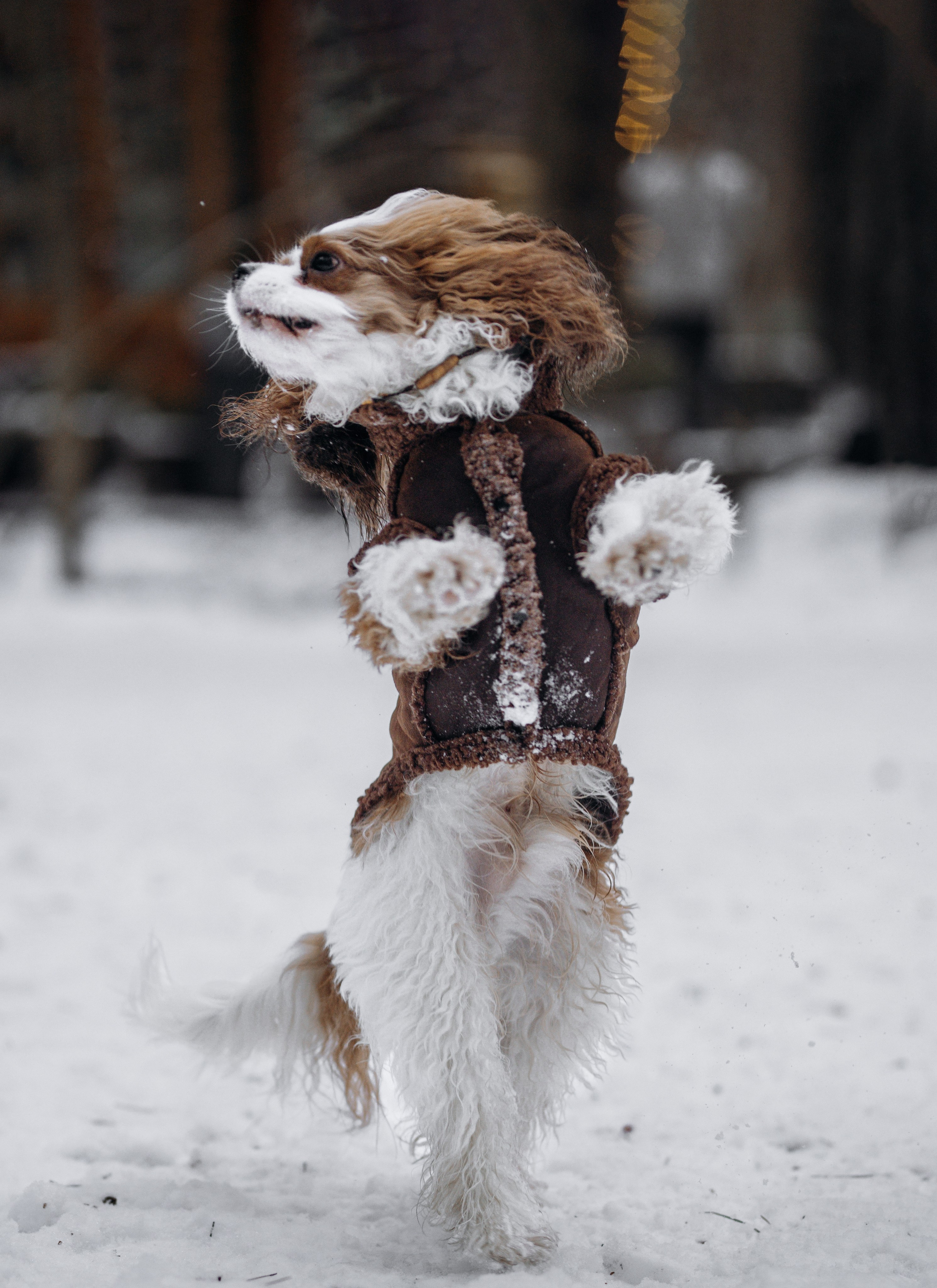 Дарси и Маша. Фотограф-анималист в Москве Кириллова Татьяна