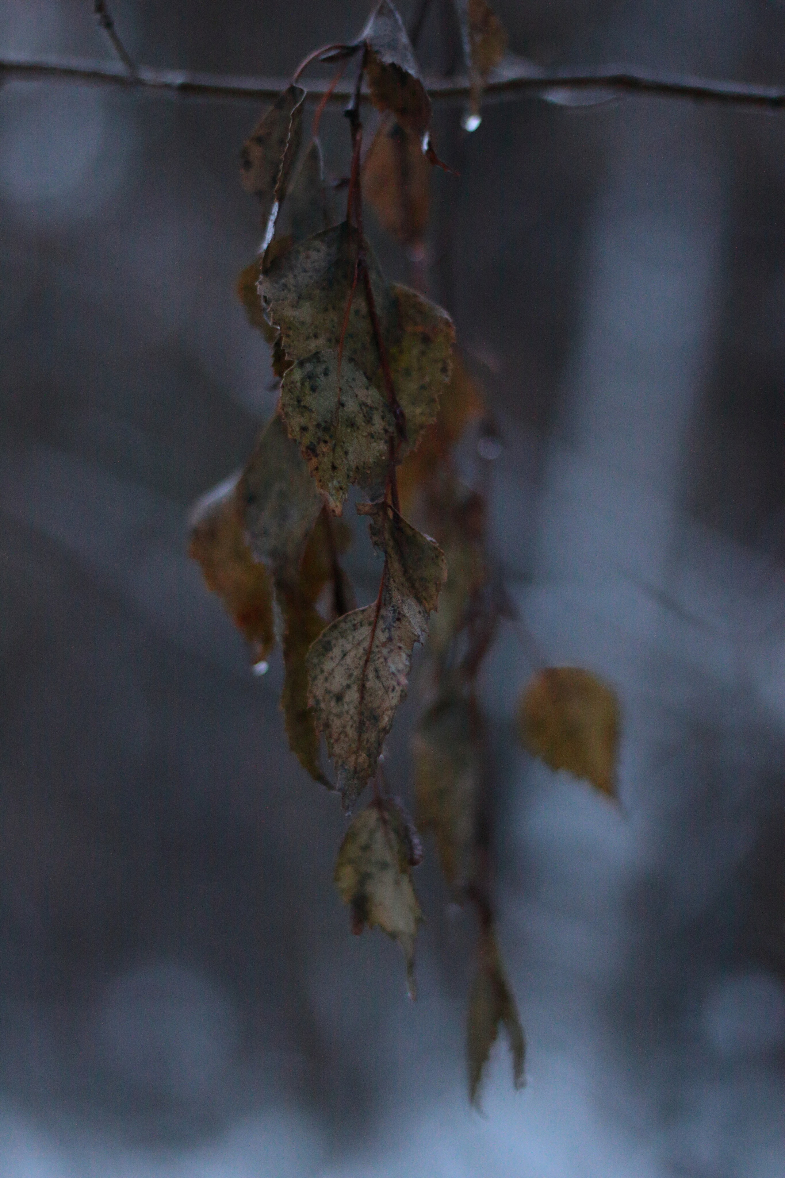 Старое природное, отбирала Katamount (Катерина Горохова). Главная