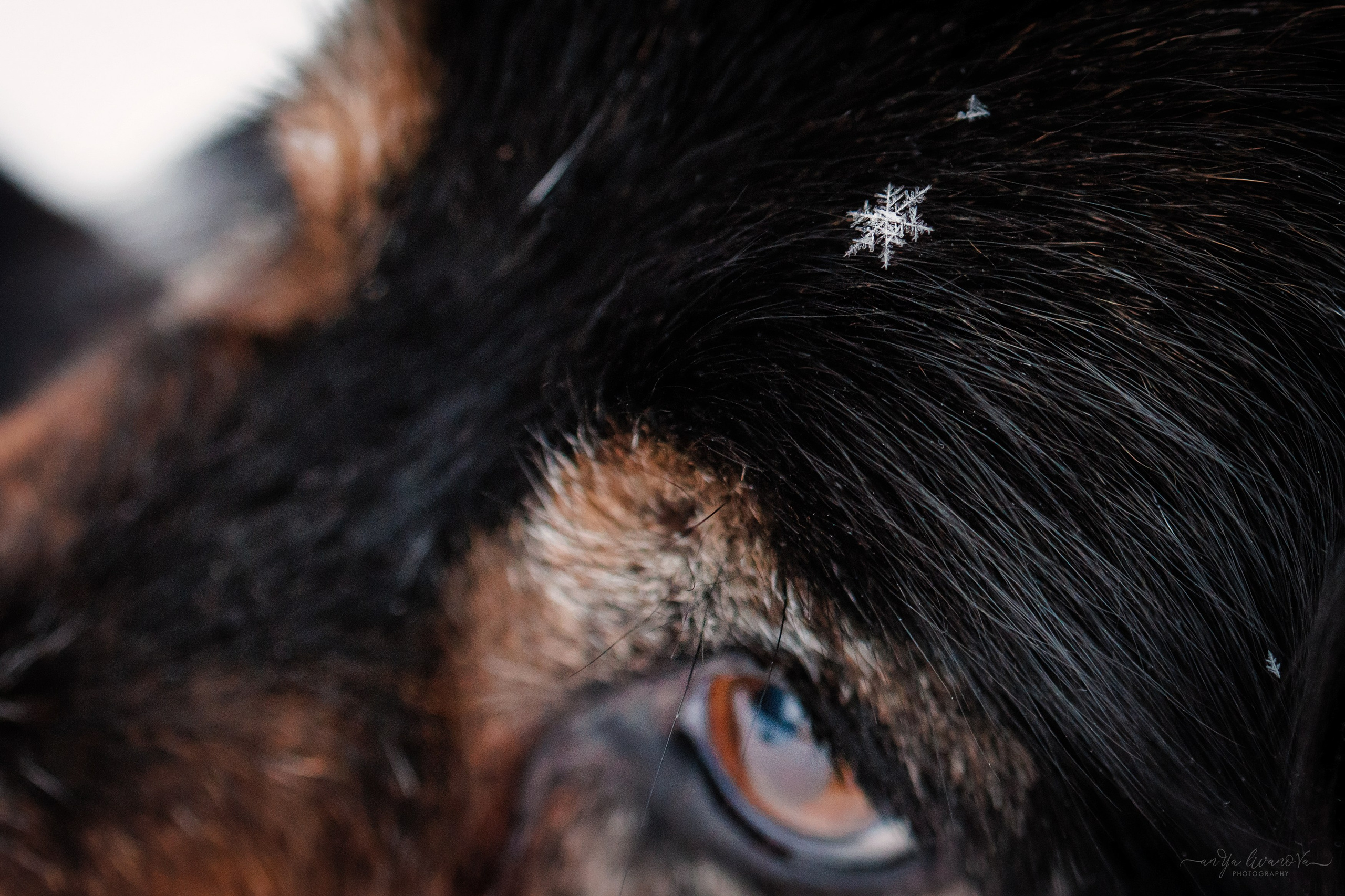 Рокки. Фотограф анималист Аня Ливанова | Рыбинск