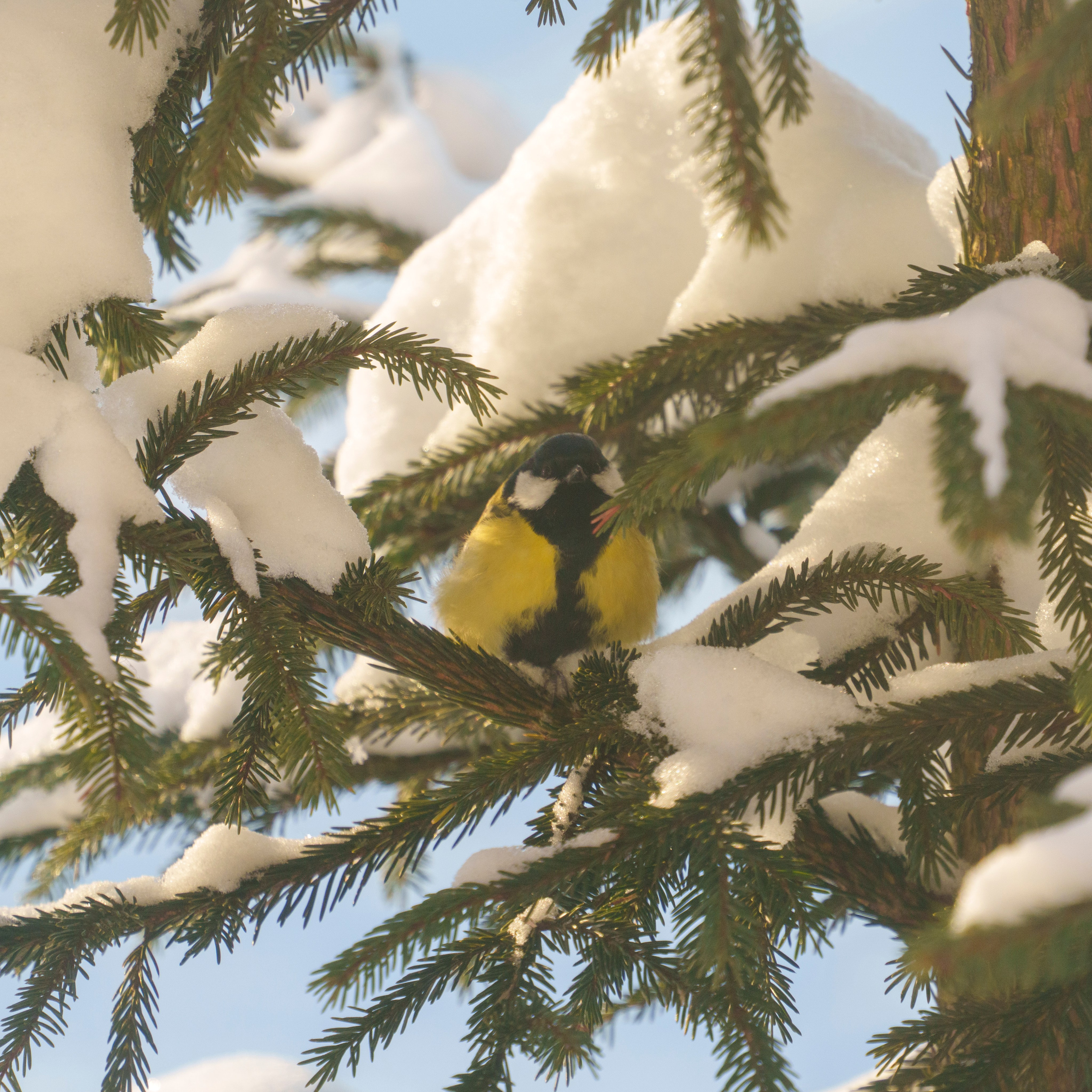 Animals — Животные