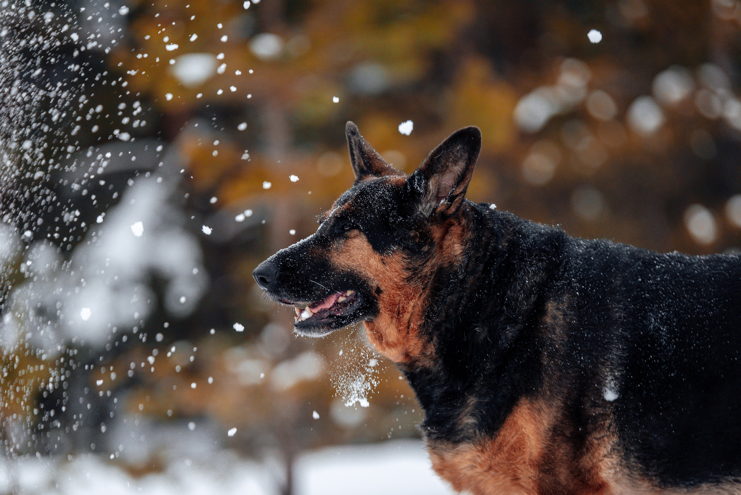 Светлана, Альфа и кошки ✨. Фотограф-анималист Анастасия Парфенова|Екатеринбург