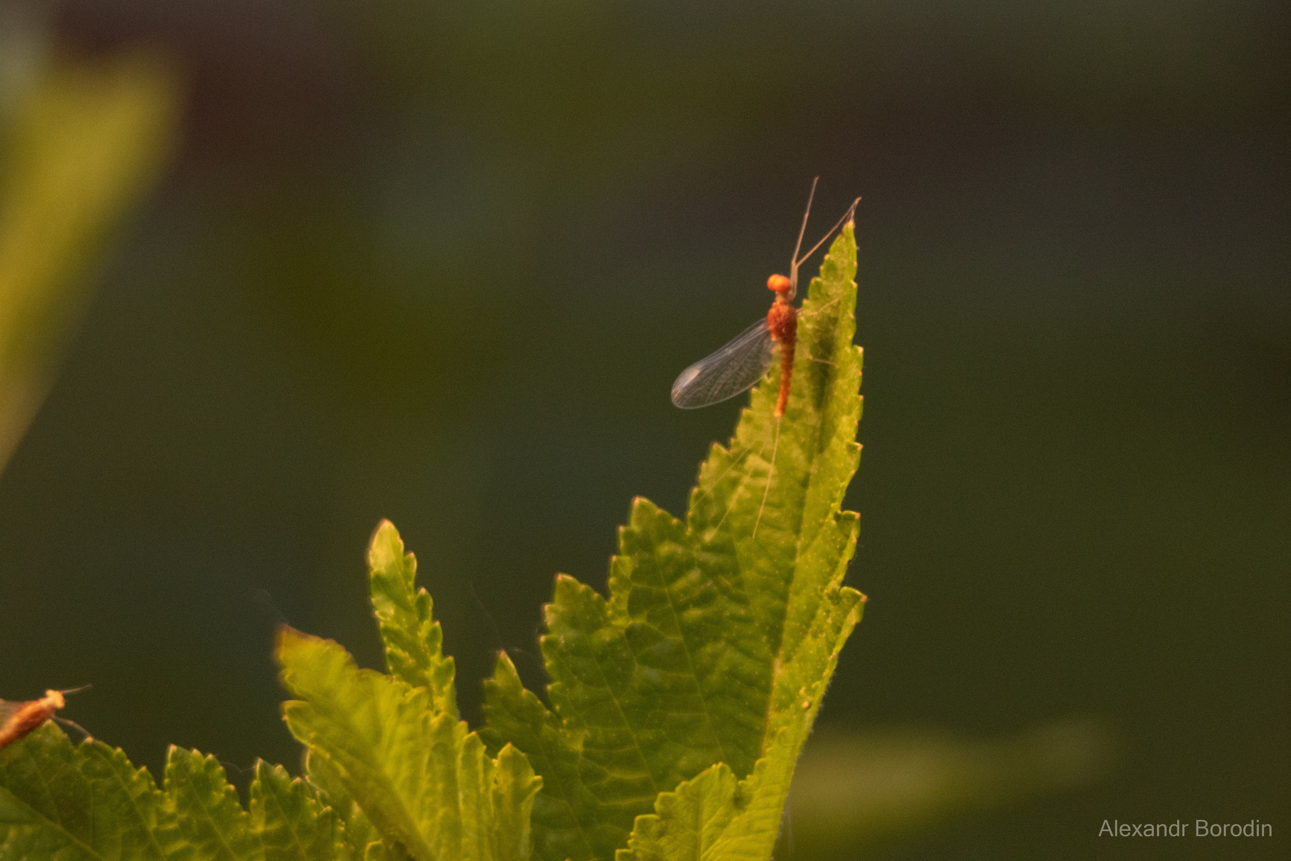 Макро. Профессиональный фотограф Александр Бородин