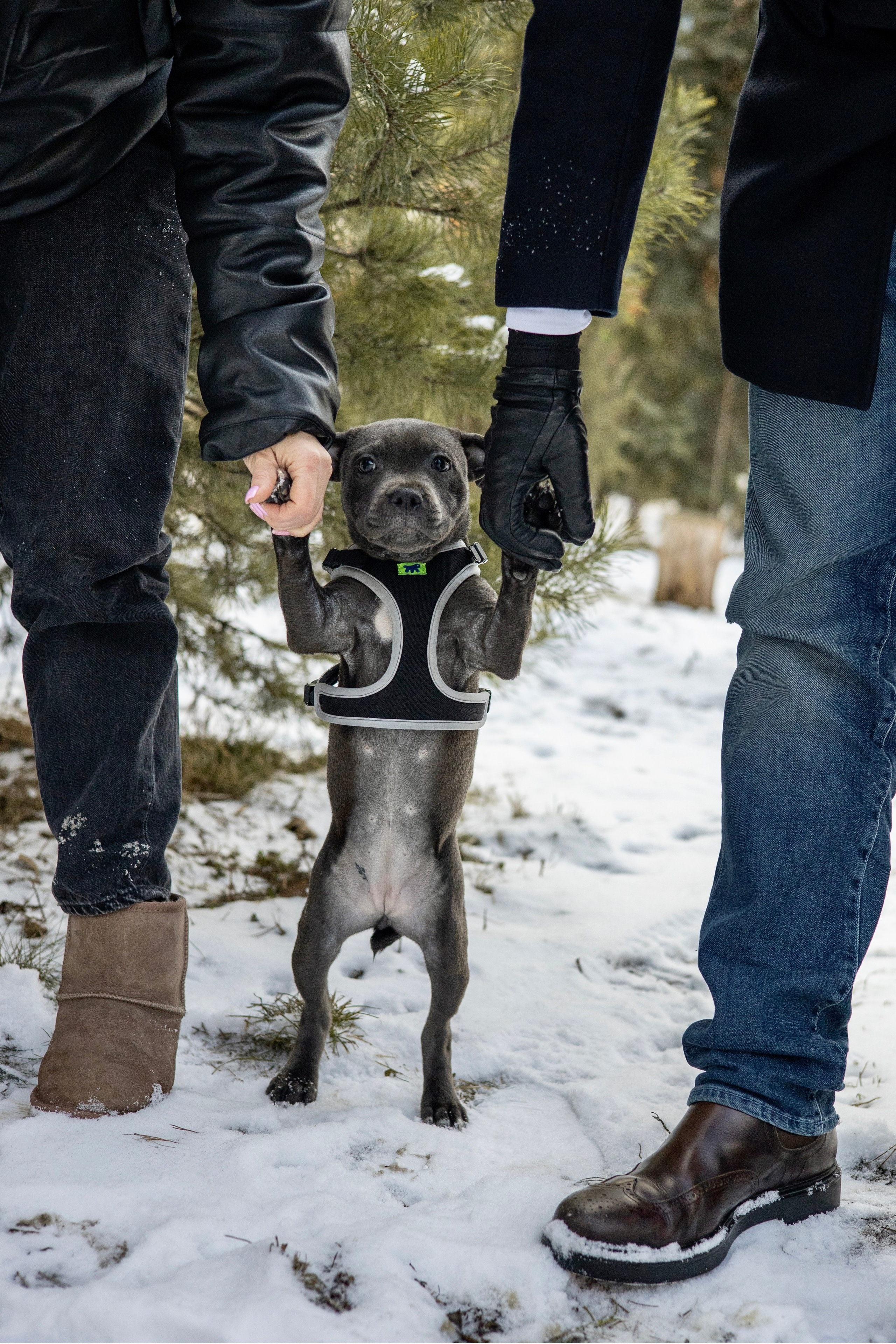 Дарси, Тимур и Юля. Фотограф-анималист Ксения Шевцова|Москва