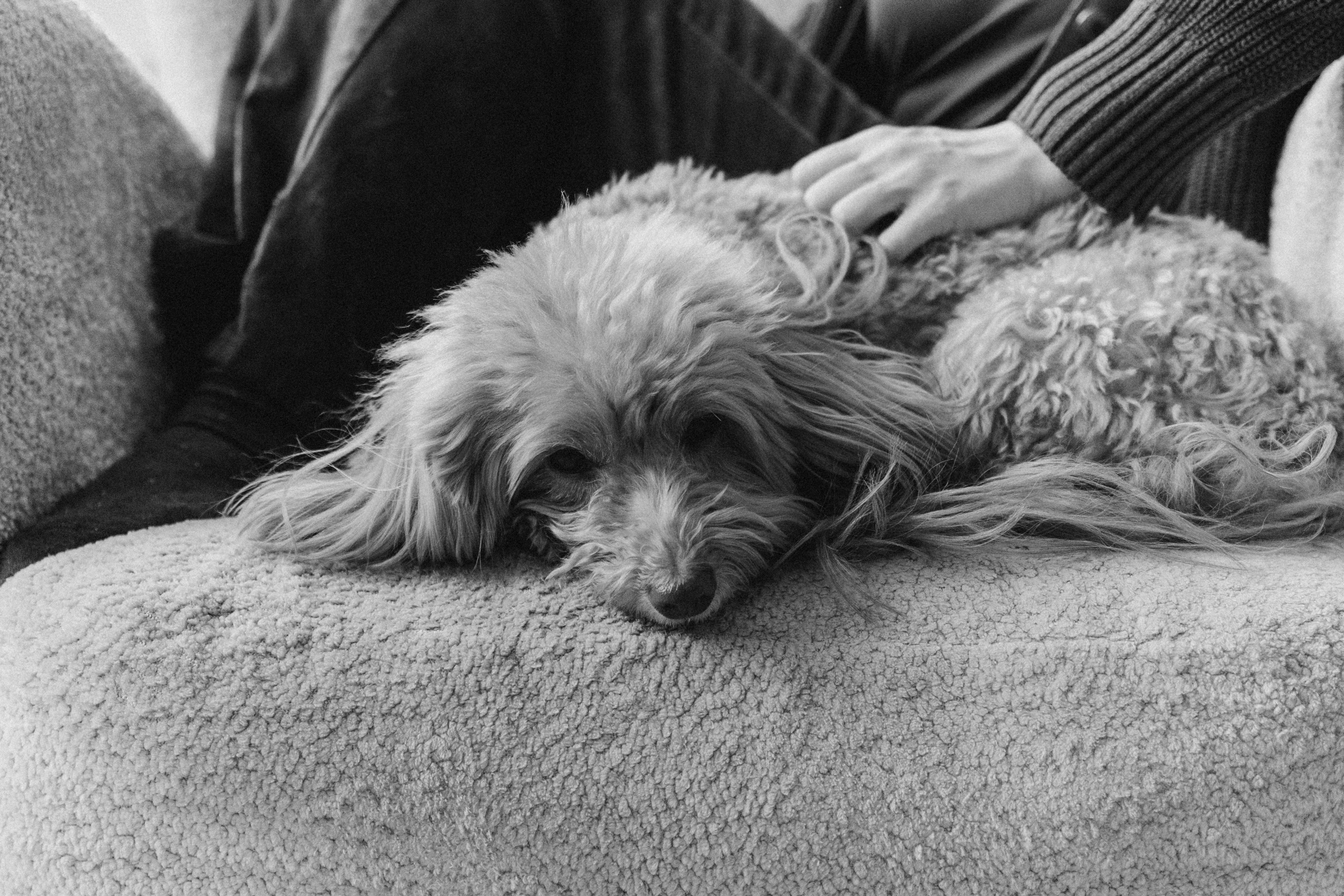 Шкипер и его семья. Фотограф — Анималист | Санкт-Петербург