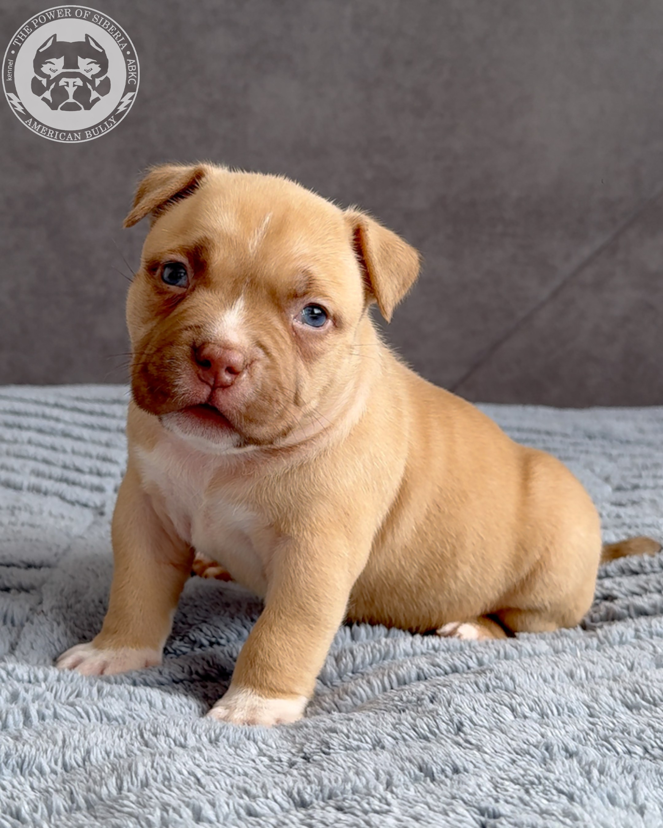 Свободные щенки Американский Булли стандарт и Свободные щенки Американский Булли классик. Американский Булли в г. Ростов-на-Дону. Питомник THE POWER OF SIBERIA