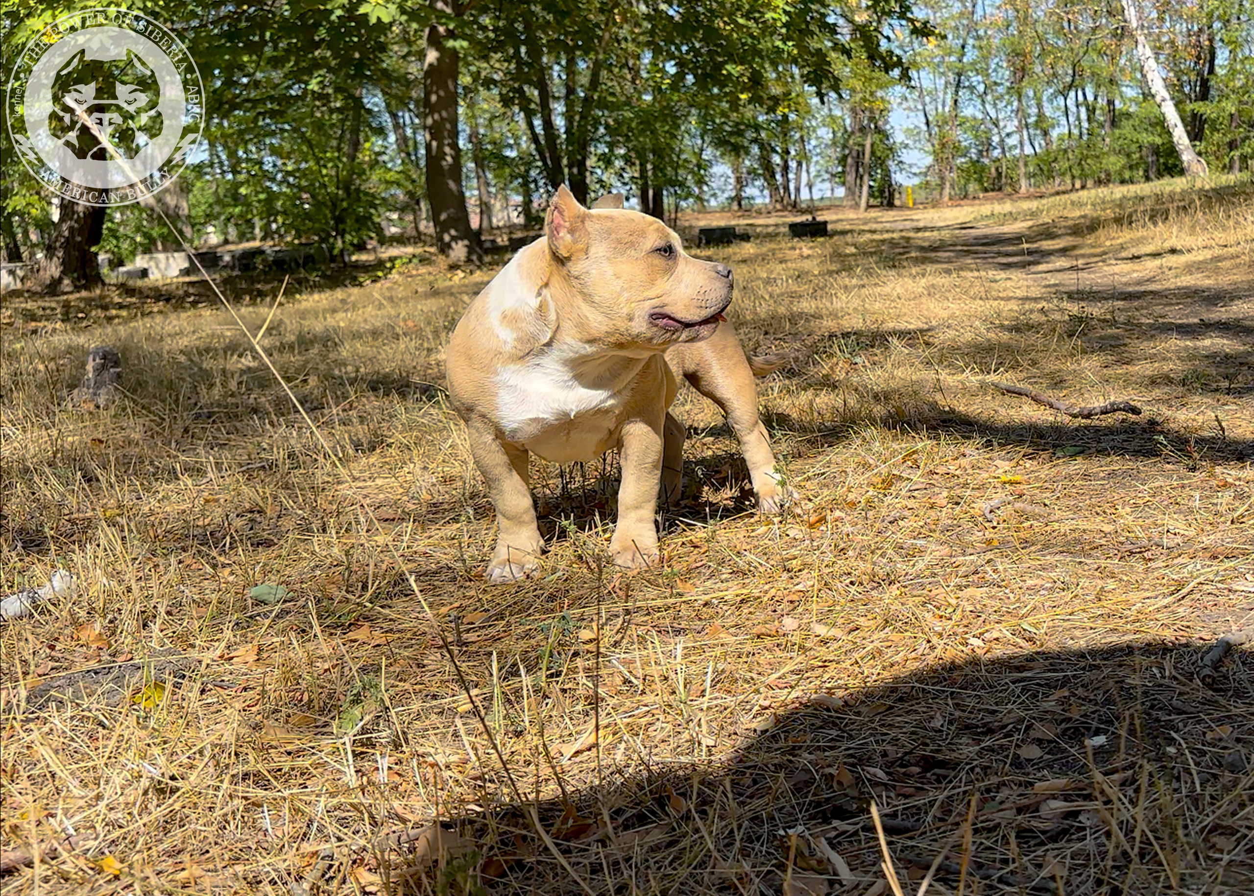 Помет Каспер и Тагира. 21.04.25. Американский Булли в г. Ростов-на-Дону. Питомник THE POWER OF SIBERIA