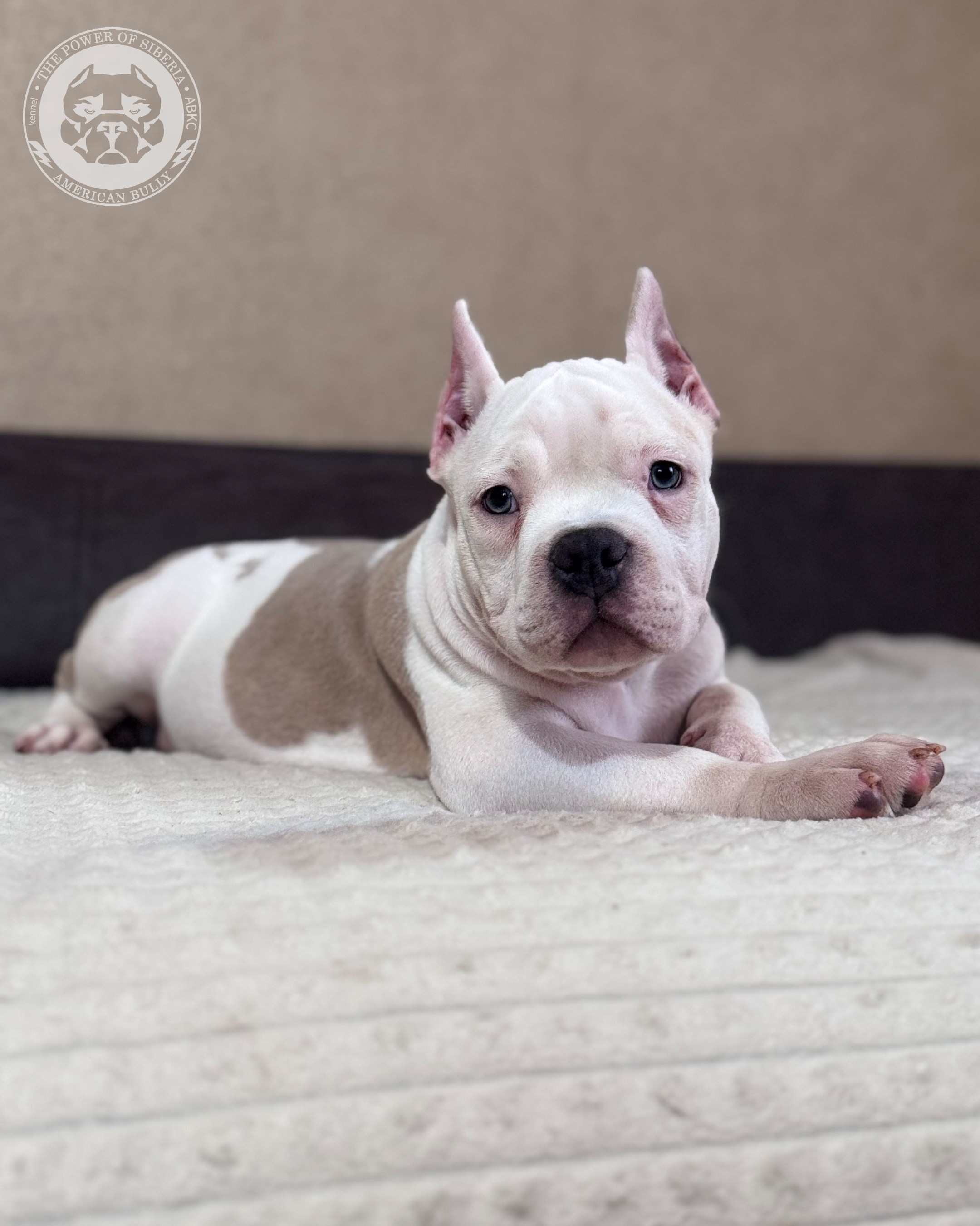 13.12.25-Мия-Турук. Американский Булли в г. Ростов-на-Дону. Питомник THE POWER OF SIBERIA