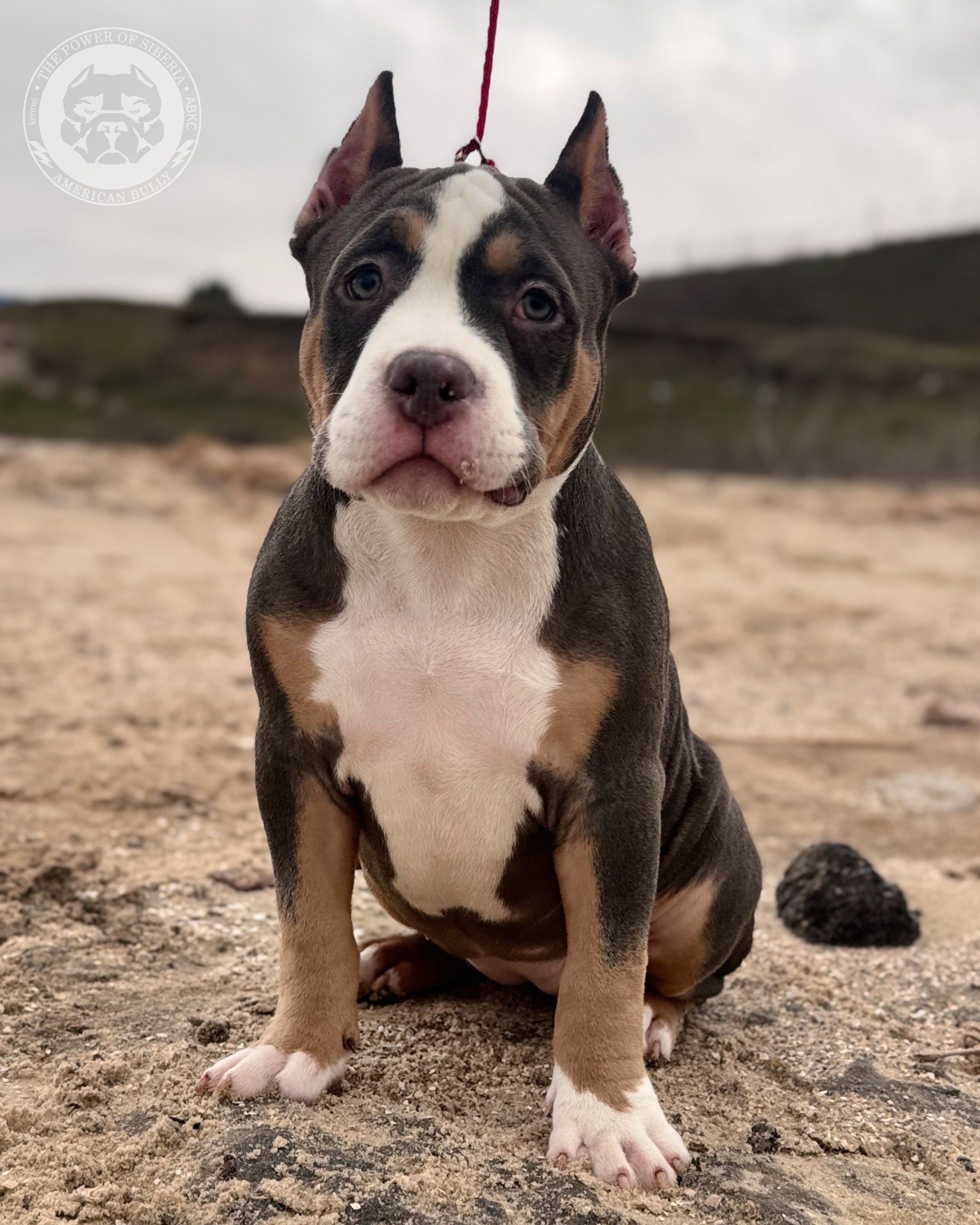 Свободные щенки Американский Булли, в типах покет, классик, стандарт. Американский Булли в г. Ростов-на-Дону. Питомник THE POWER OF SIBERIA