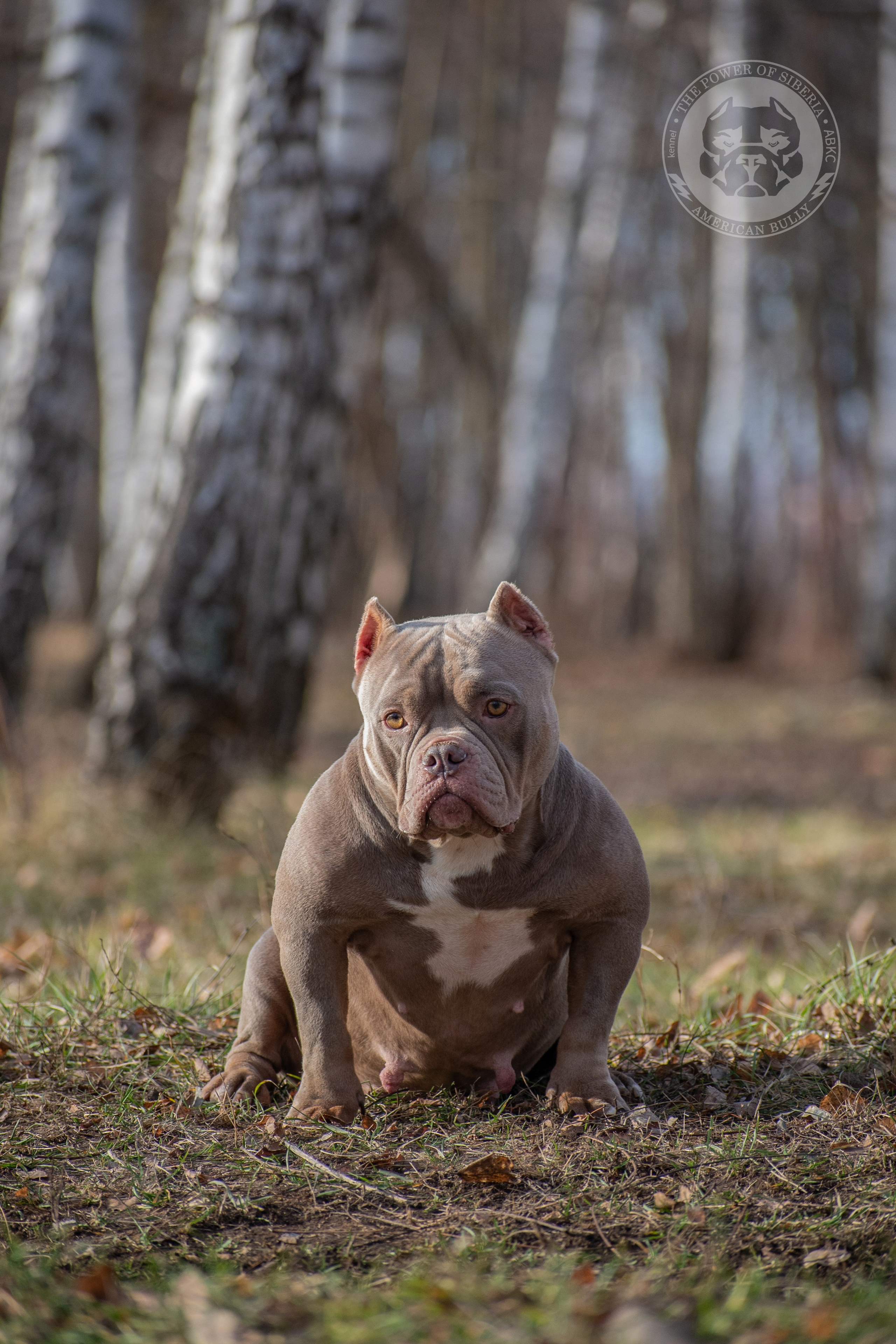 кобель на вязку American Bully в Перми
