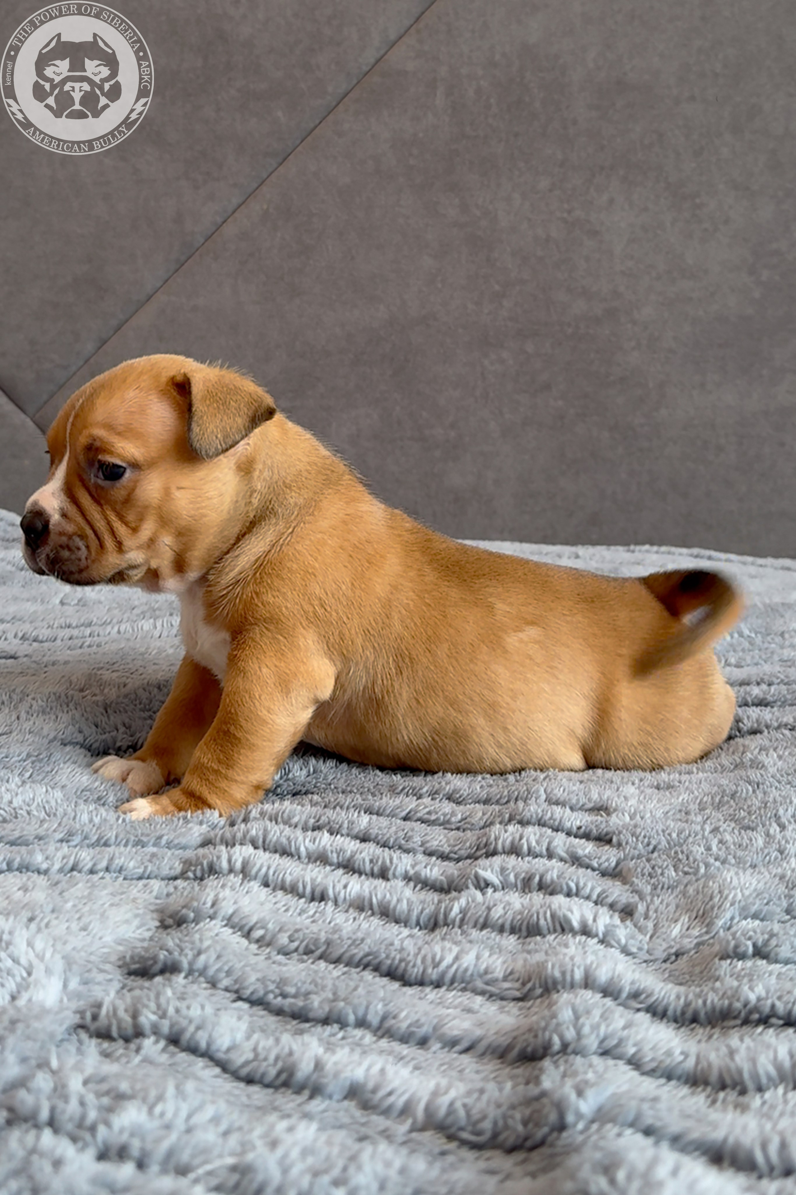 Свободные щенки Американский Булли, в типах покет, классик, стандарт. Американский Булли в г. Ростов-на-Дону. Питомник THE POWER OF SIBERIA