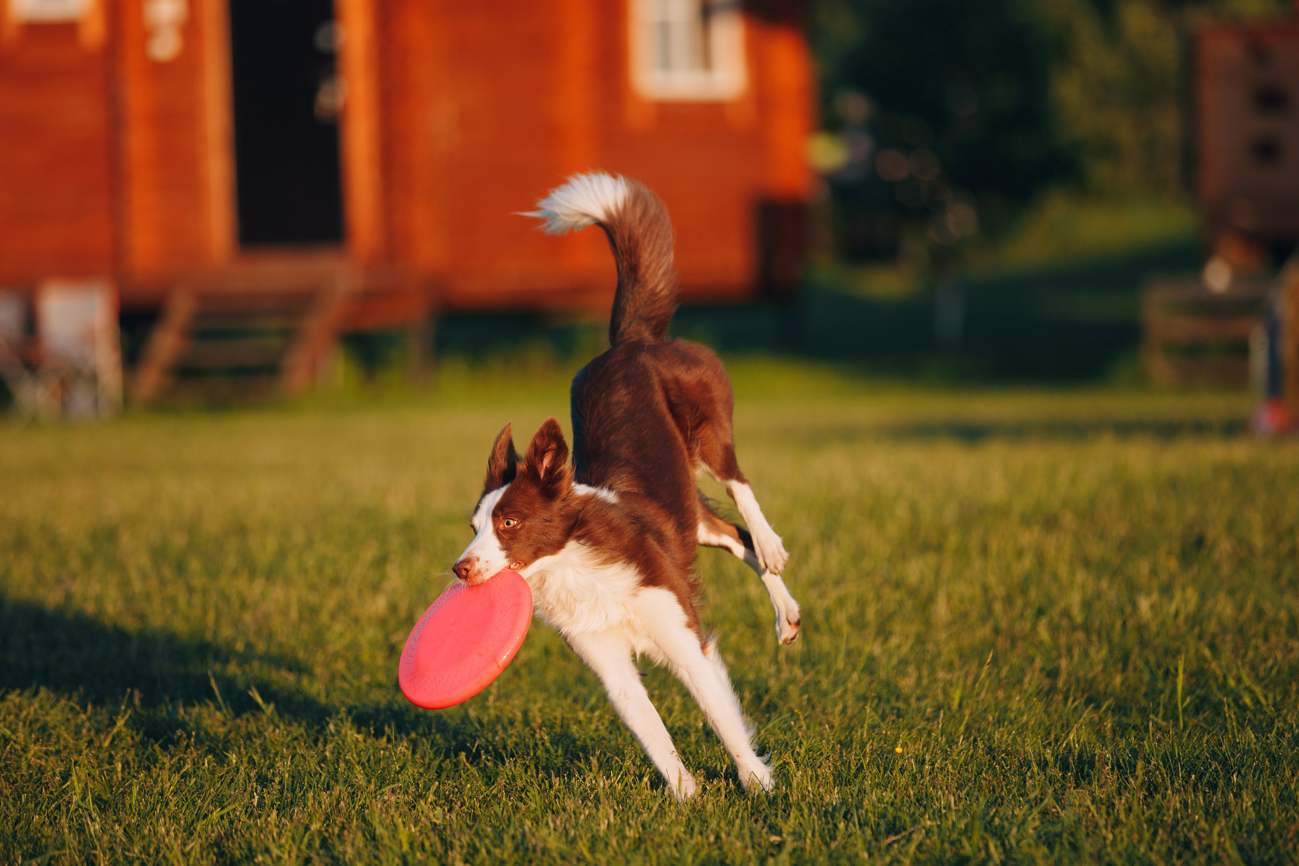 Кинологический лагерь в Горыныче. Фотограф анималист Кристина Карпова, Москва