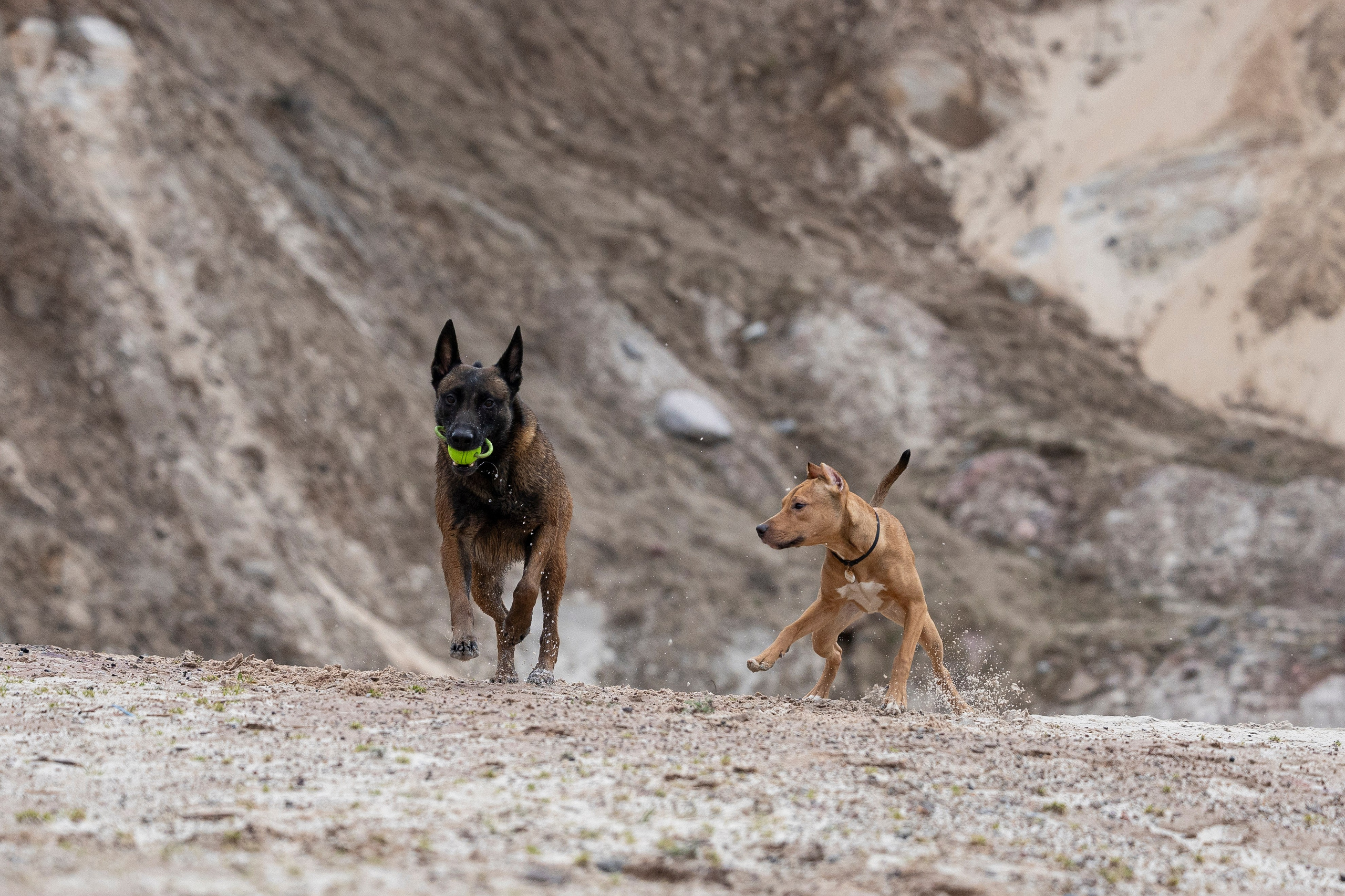 Лужские Мальдивы. Фотограф-анималист Анна Маринич