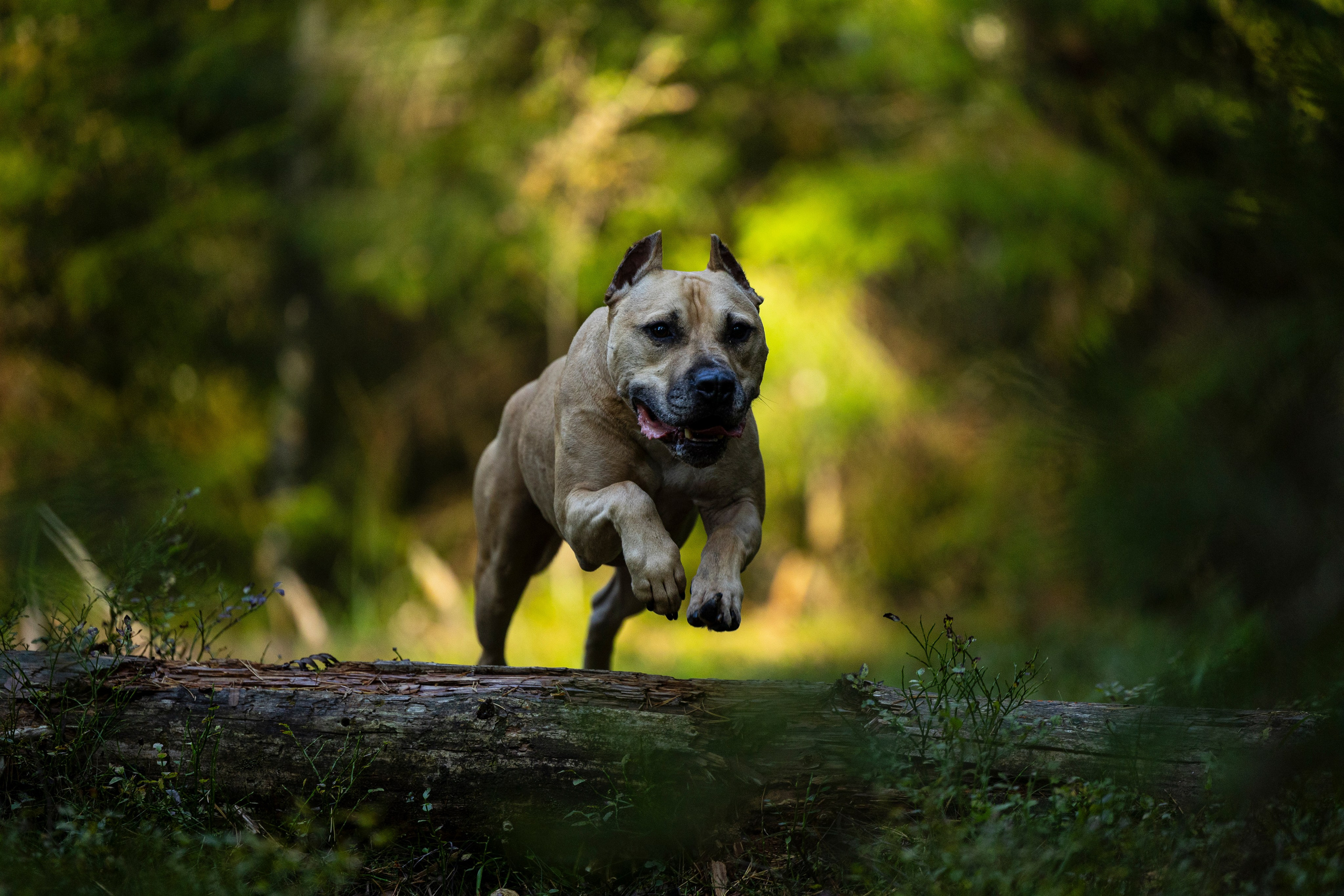 Фобос. Фотограф-анималист Анна Маринич