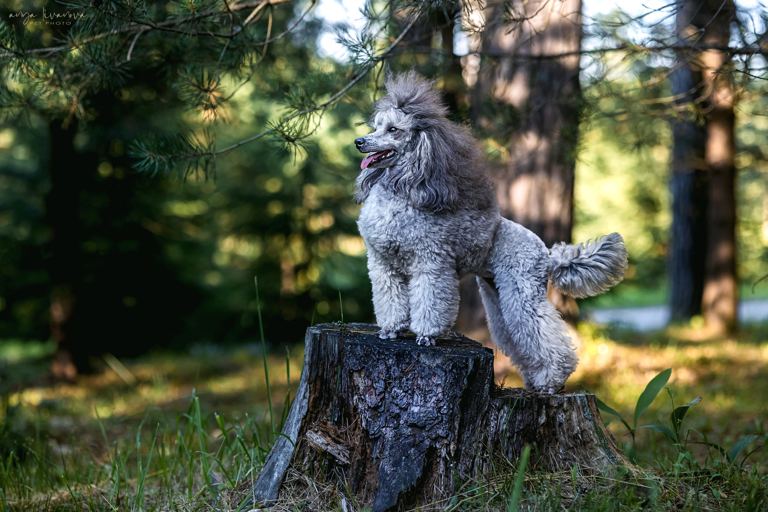Дёмино. Фотограф анималист Аня Ливанова | Рыбинск