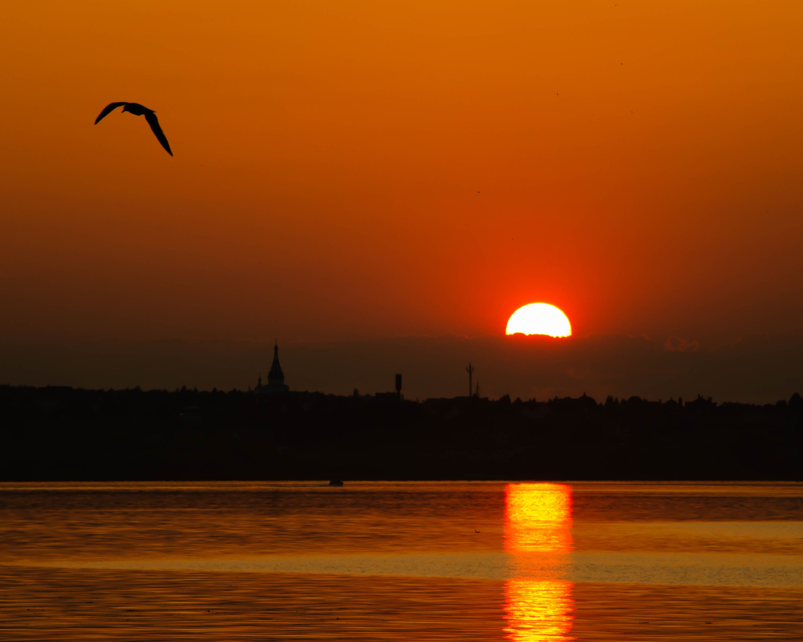 Птица пролетающая на фоне ярко-красного заката