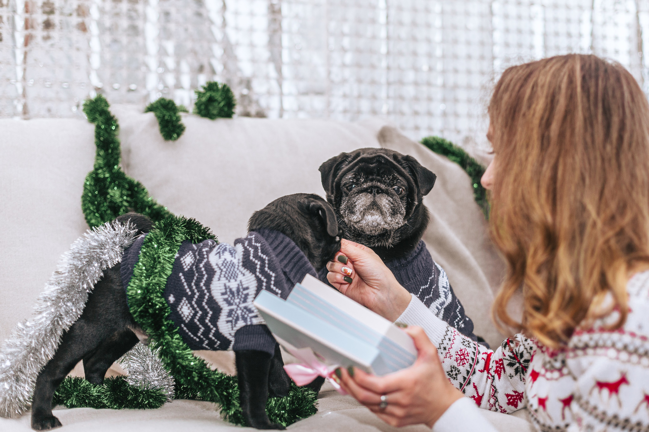 Домашняя фотосессия Оли и двух ее мопсов. Фотограф-анималист Татьяна Степанова