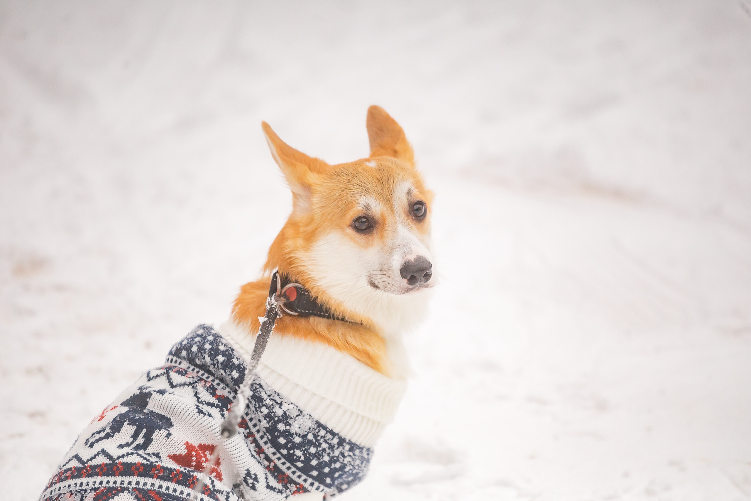 Разгуляй. Фотографиня Мария Дикова
