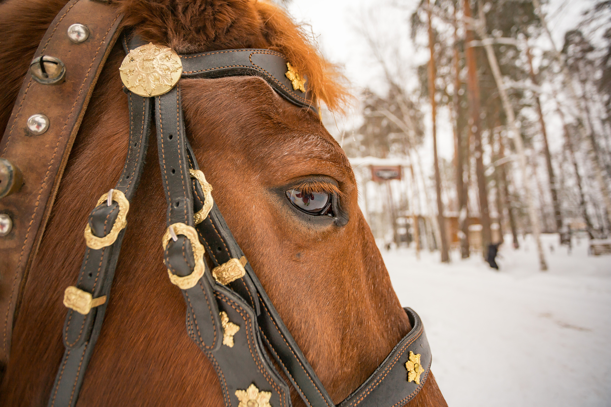 Разгуляй. Фотографиня Мария Дикова