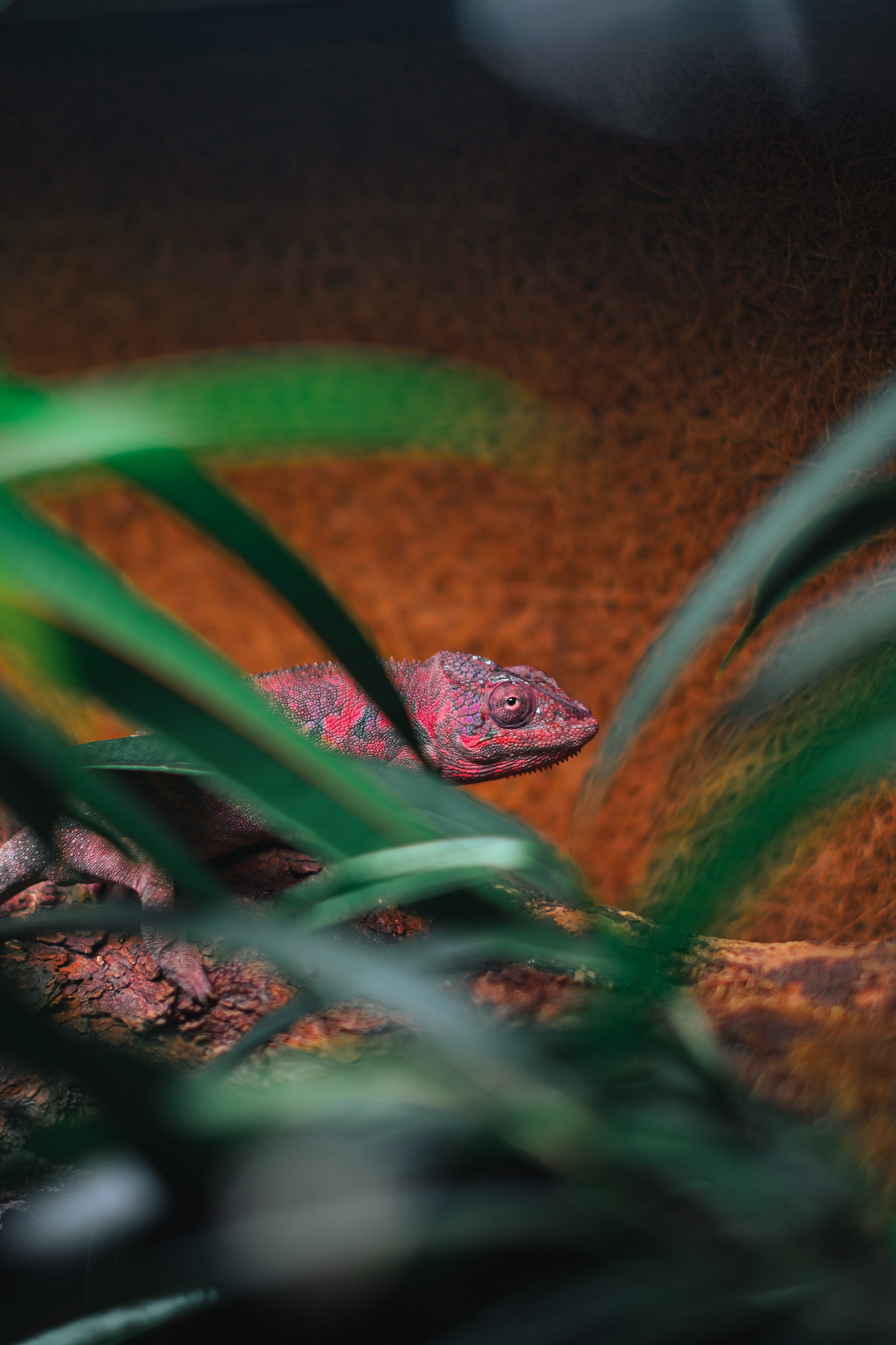 Океанариум. Фотограф Благовещенска Яна