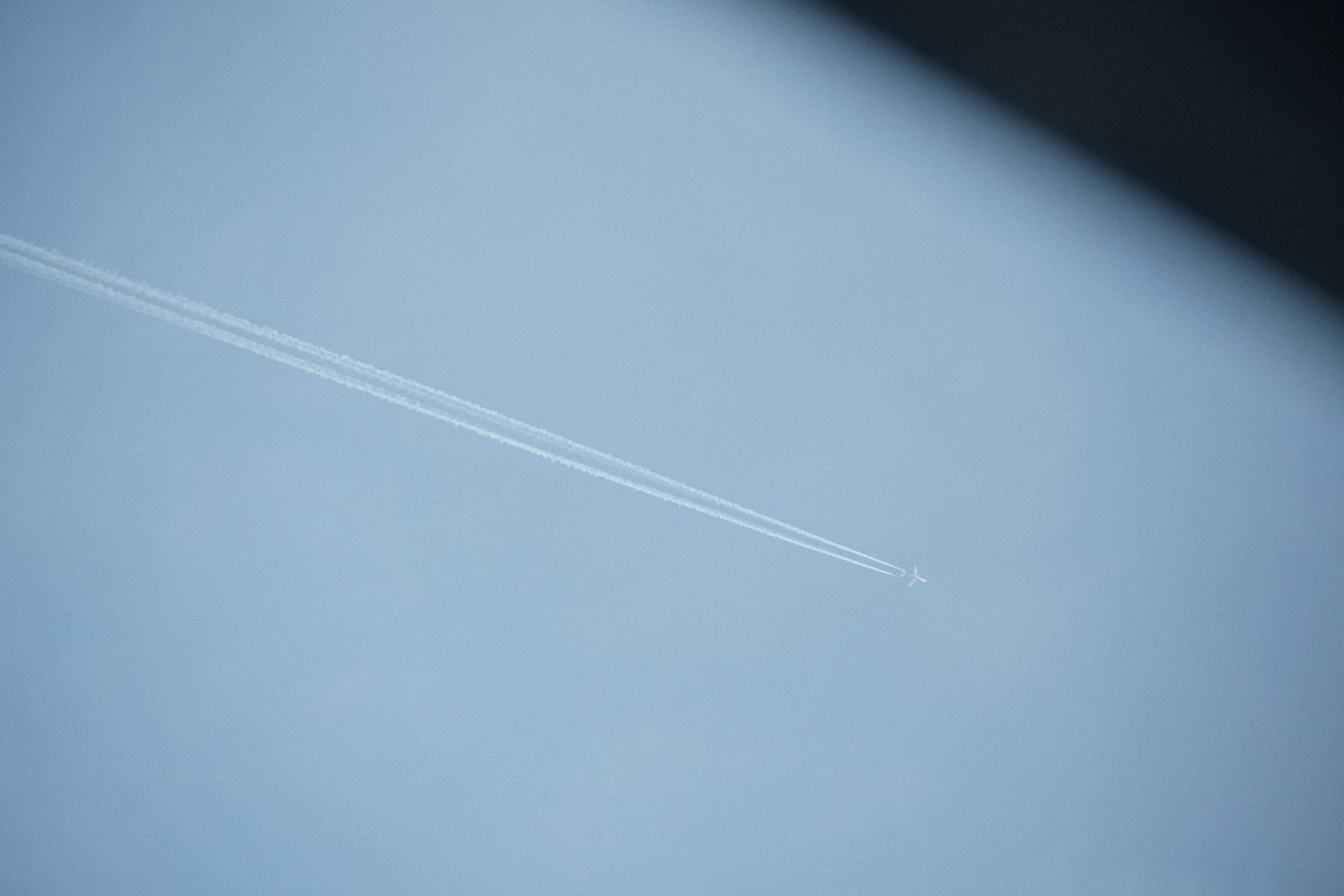 Птицы. Photographer Pavel Romashchenko