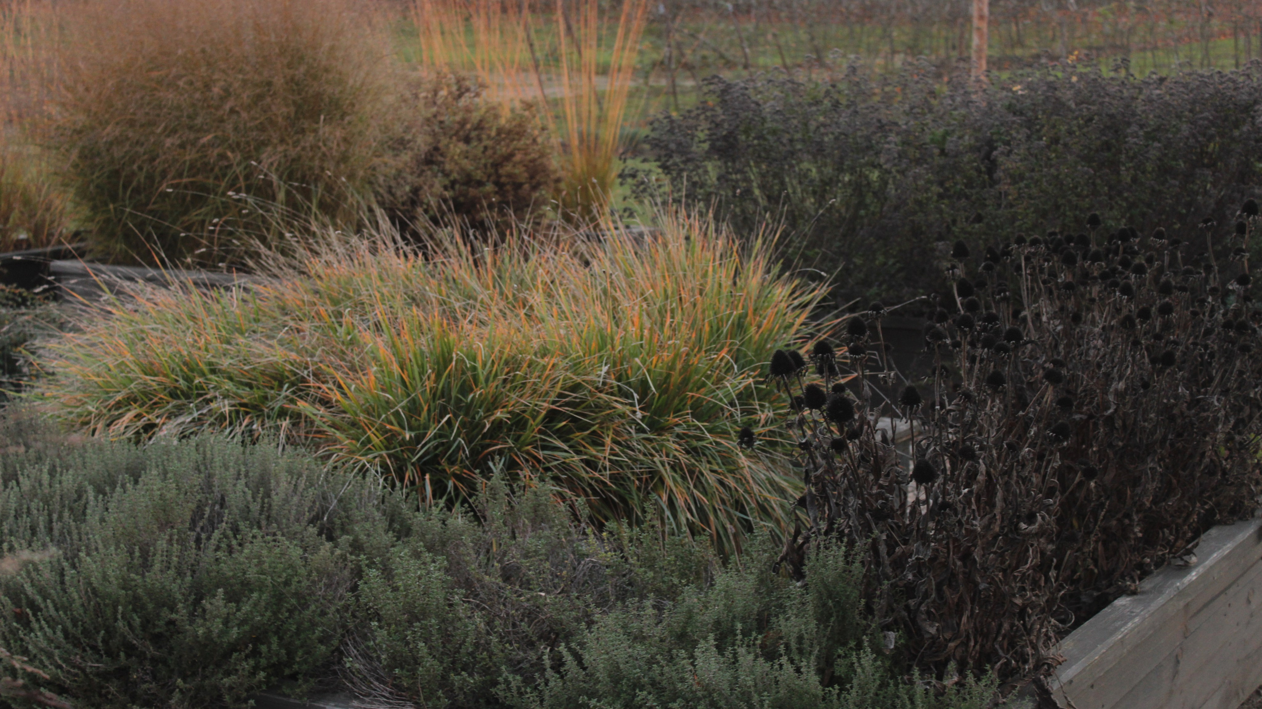 APOTHECARY GARDEN. LA. Ландшафтный дизайн в Минске и Гродно