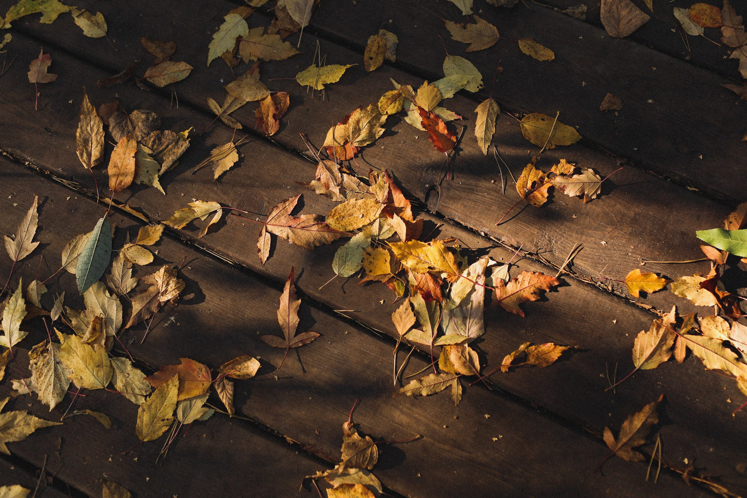 Одним днём октября. Семейный фотограф в Москве Алевтина Носова