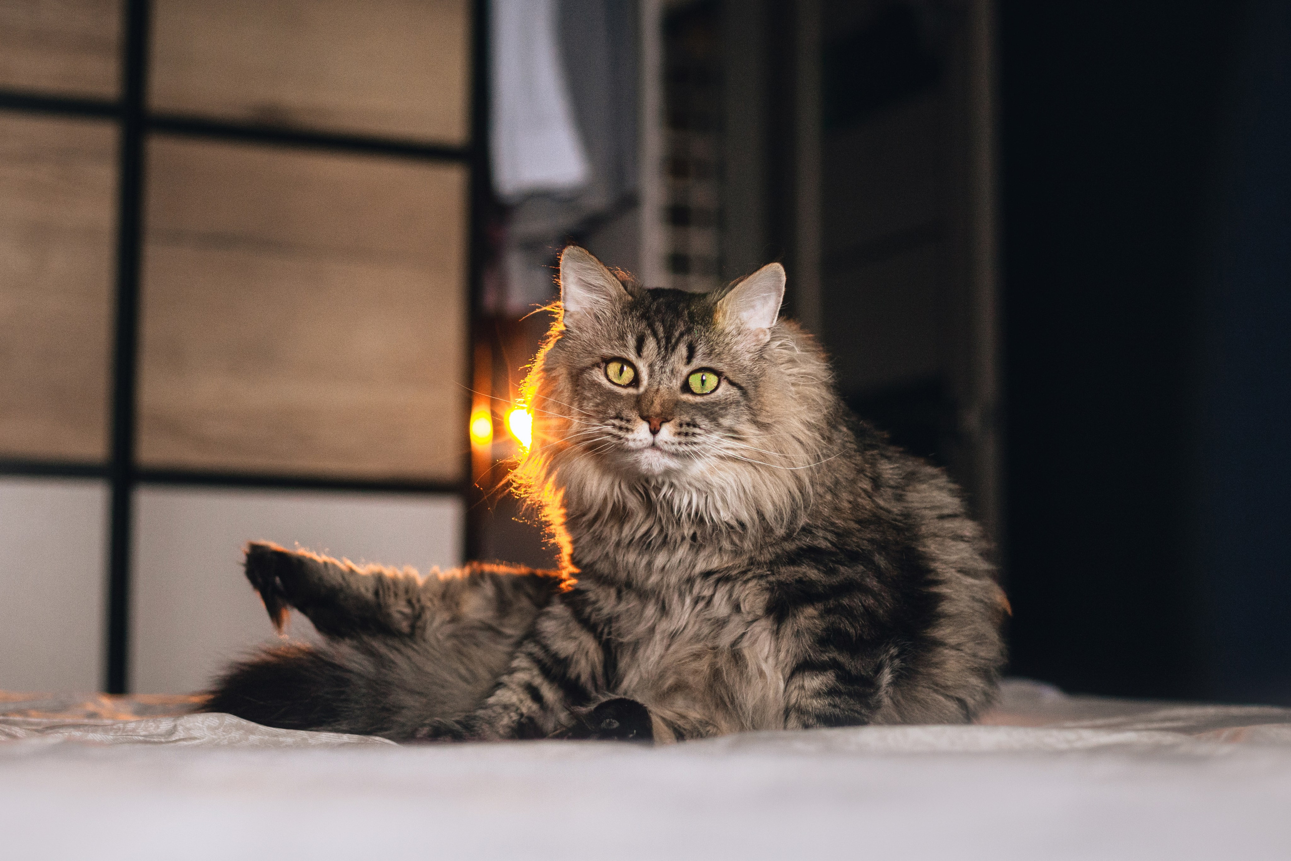 Домашняя фотосессия кота. Фотограф-анималист Татьяна Степанова