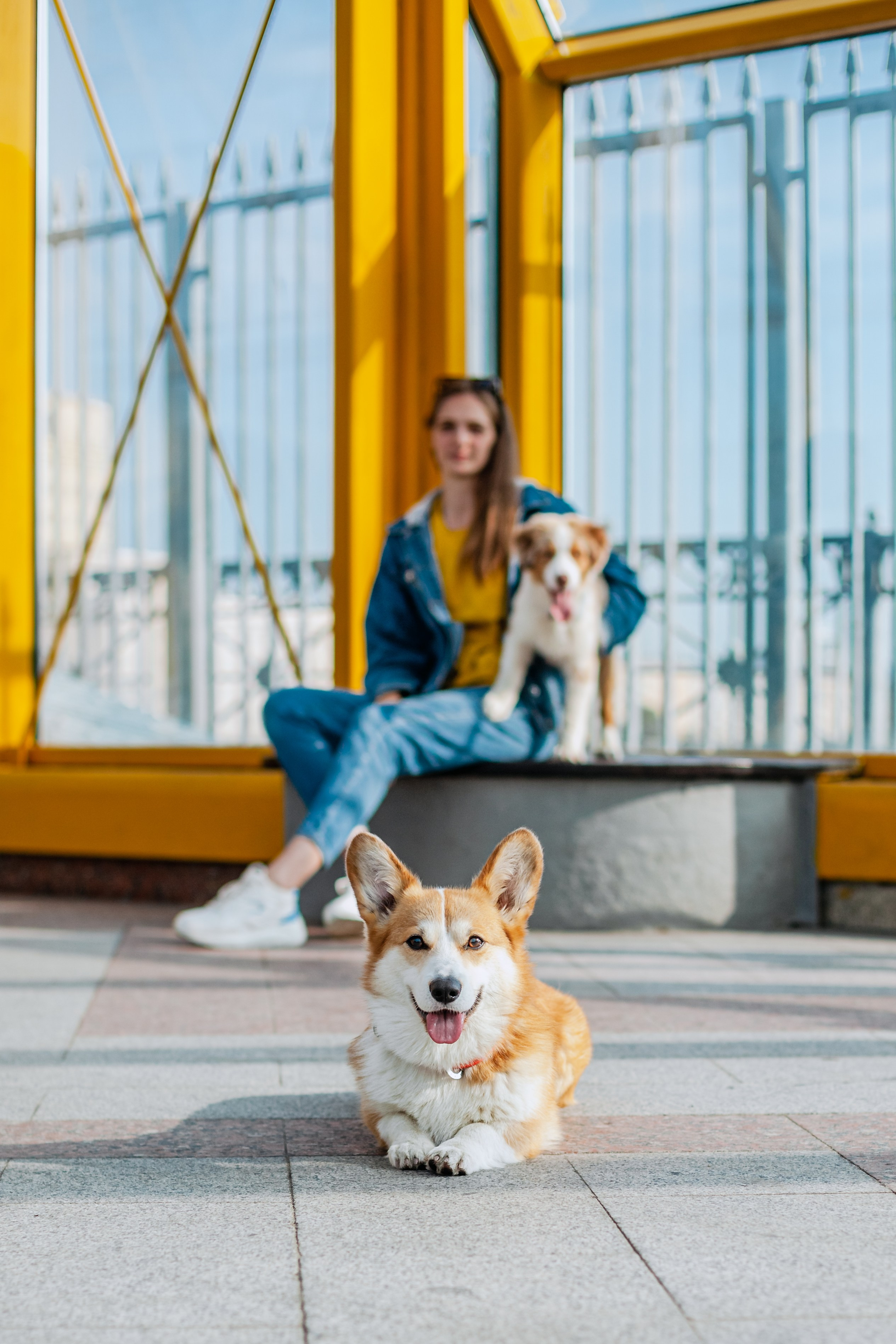 Андреевский мост. Фотограф-анималист Татьяна Степанова