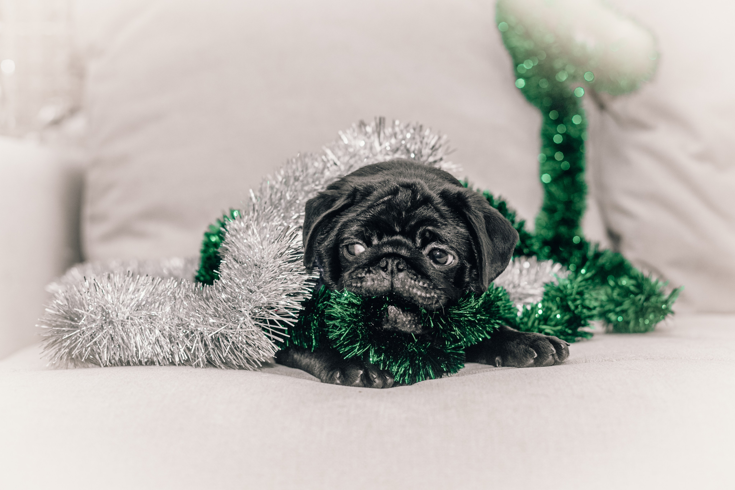 Домашняя фотосессия Оли и двух ее мопсов. Фотограф-анималист Татьяна Степанова