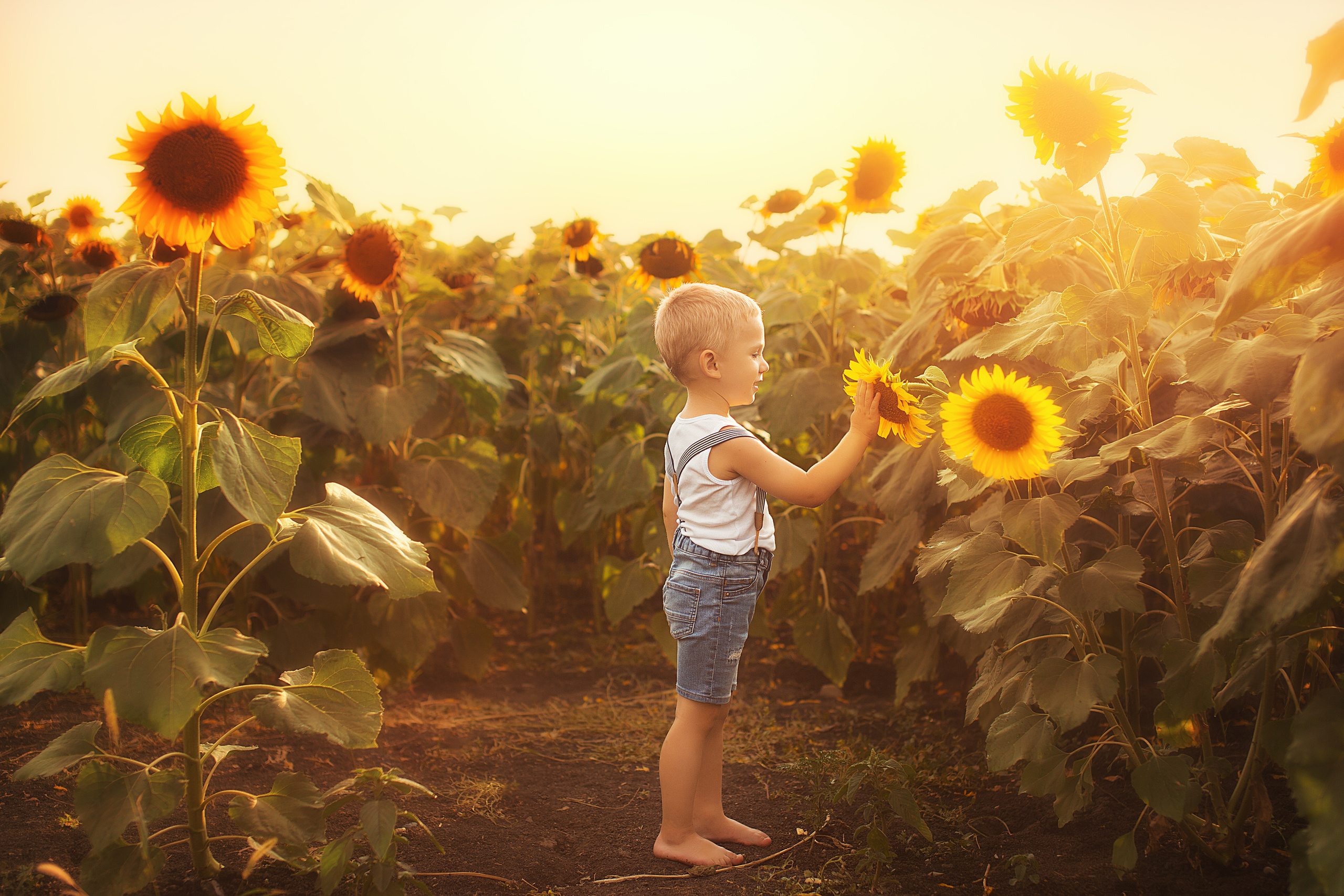Съёмка в подсолнухах. Свадебный и семейный фотограф/видеограф в Краснодаре Наталья Осинская
