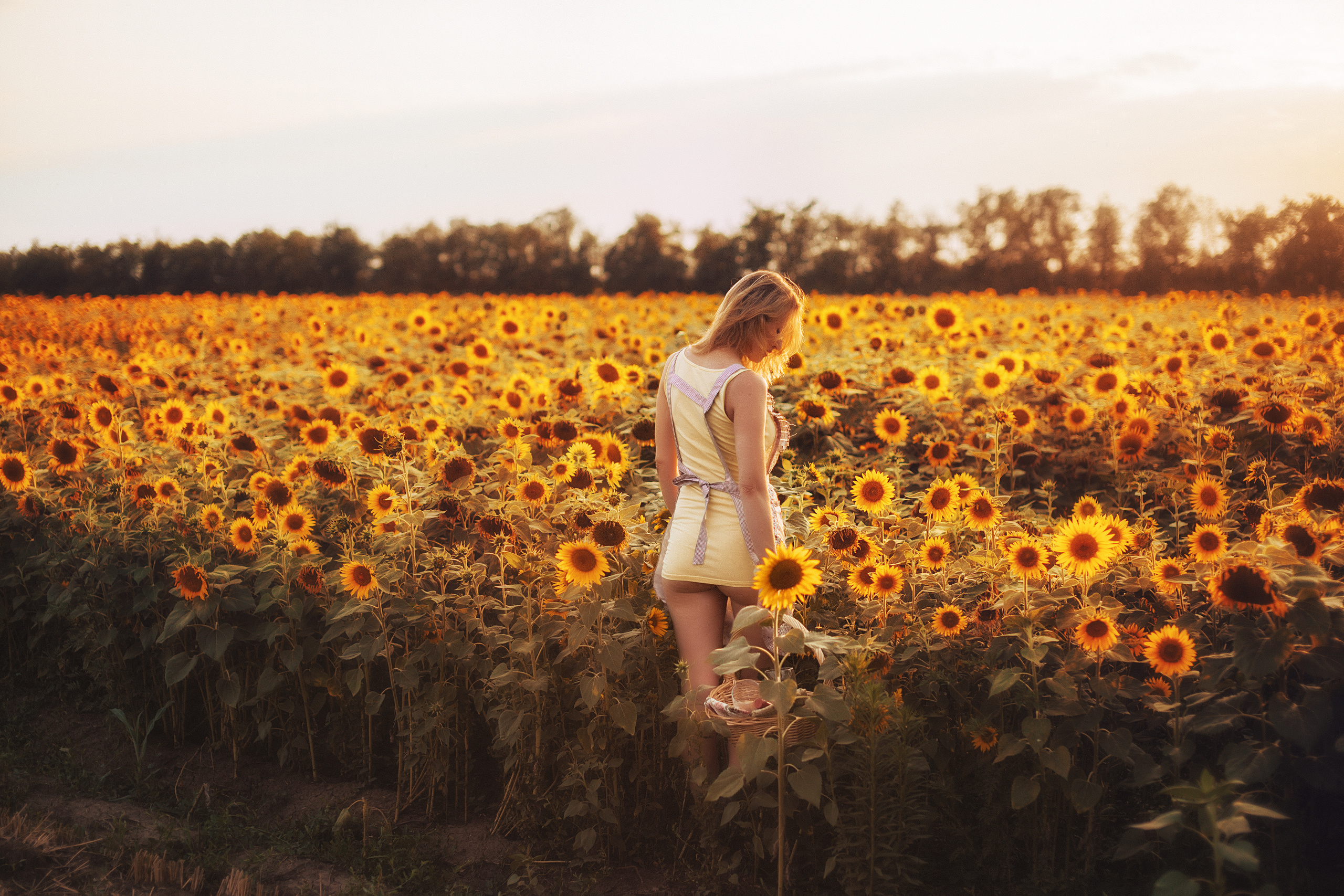В подсолнухах. Свадебный и семейный фотограф/видеограф в Краснодаре Наталья Осинская
