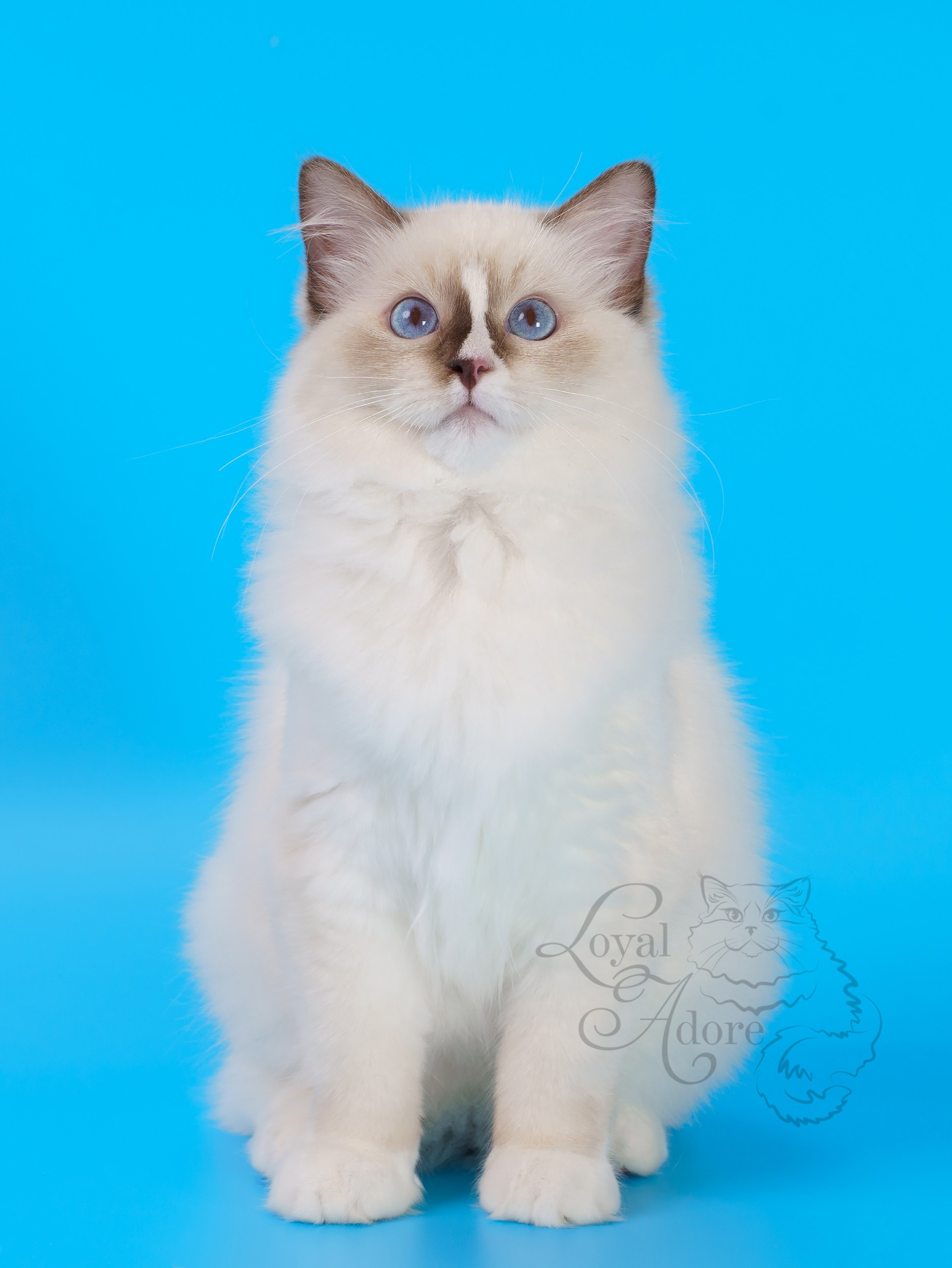 Кошки производители Loyal Adore. Питомник рэгдолл Loyal Adore