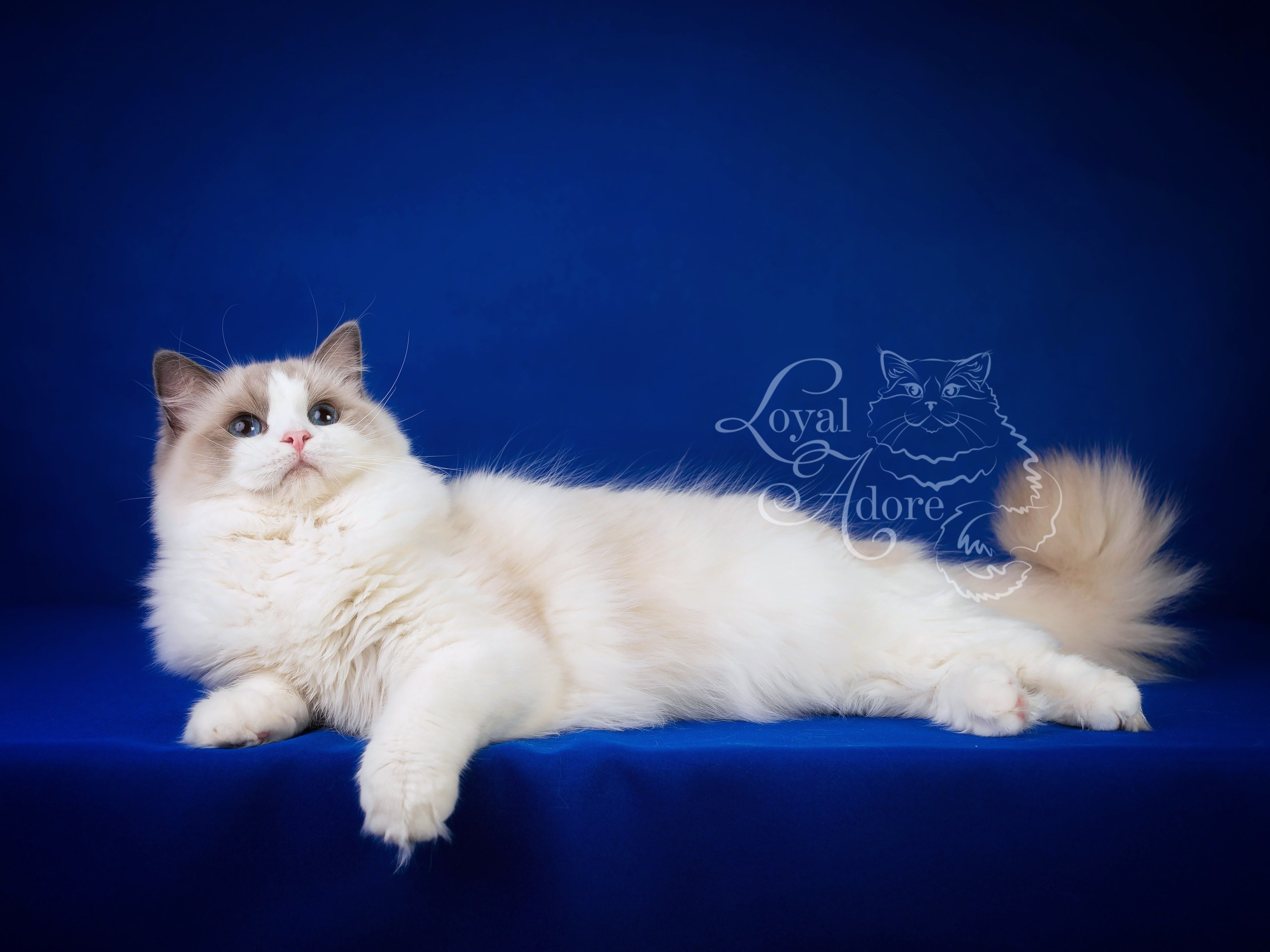 Кошки производители Loyal Adore. Питомник рэгдолл Loyal Adore