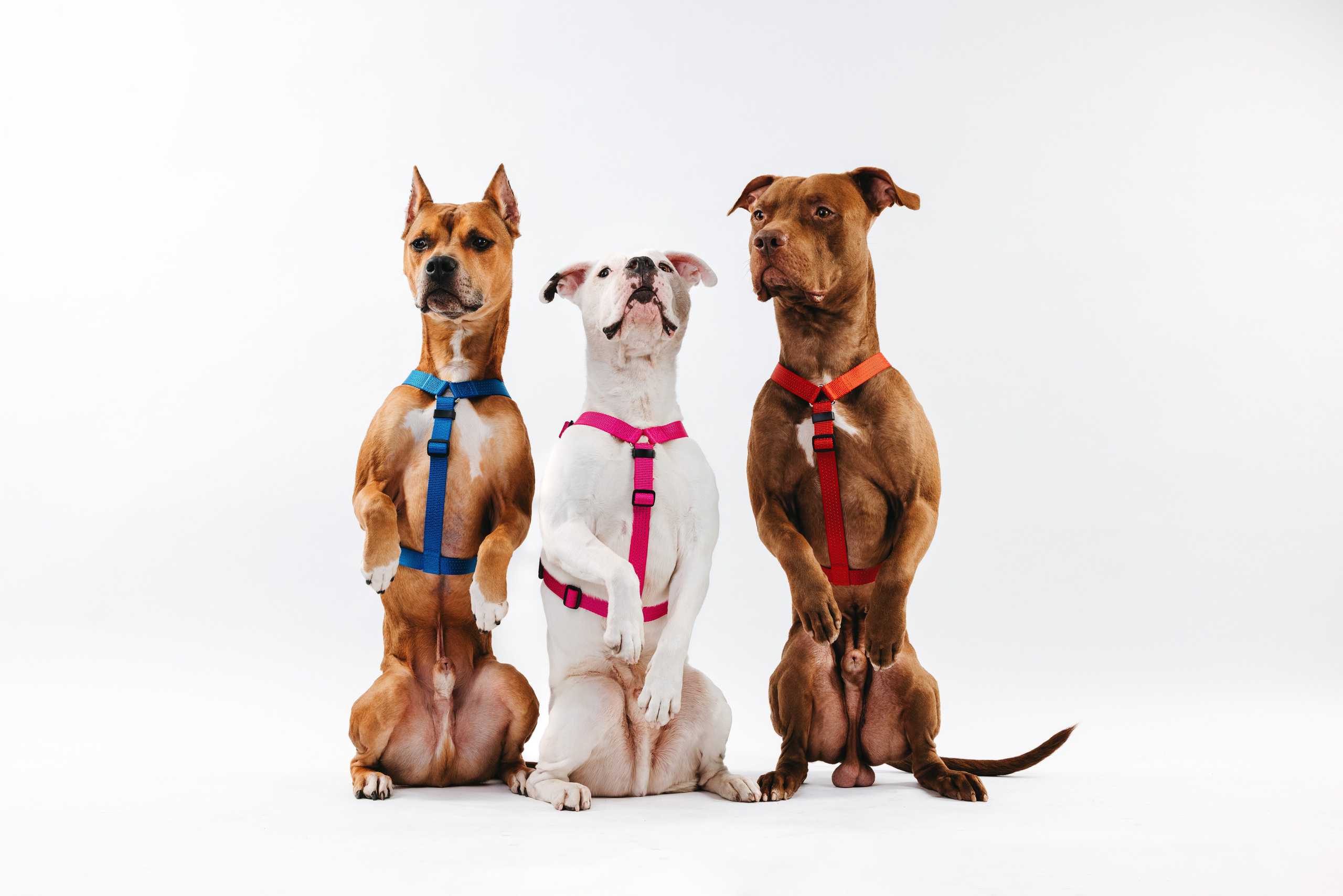 Шлейки Petforta. Фотограф анималист Осипчикова Мария