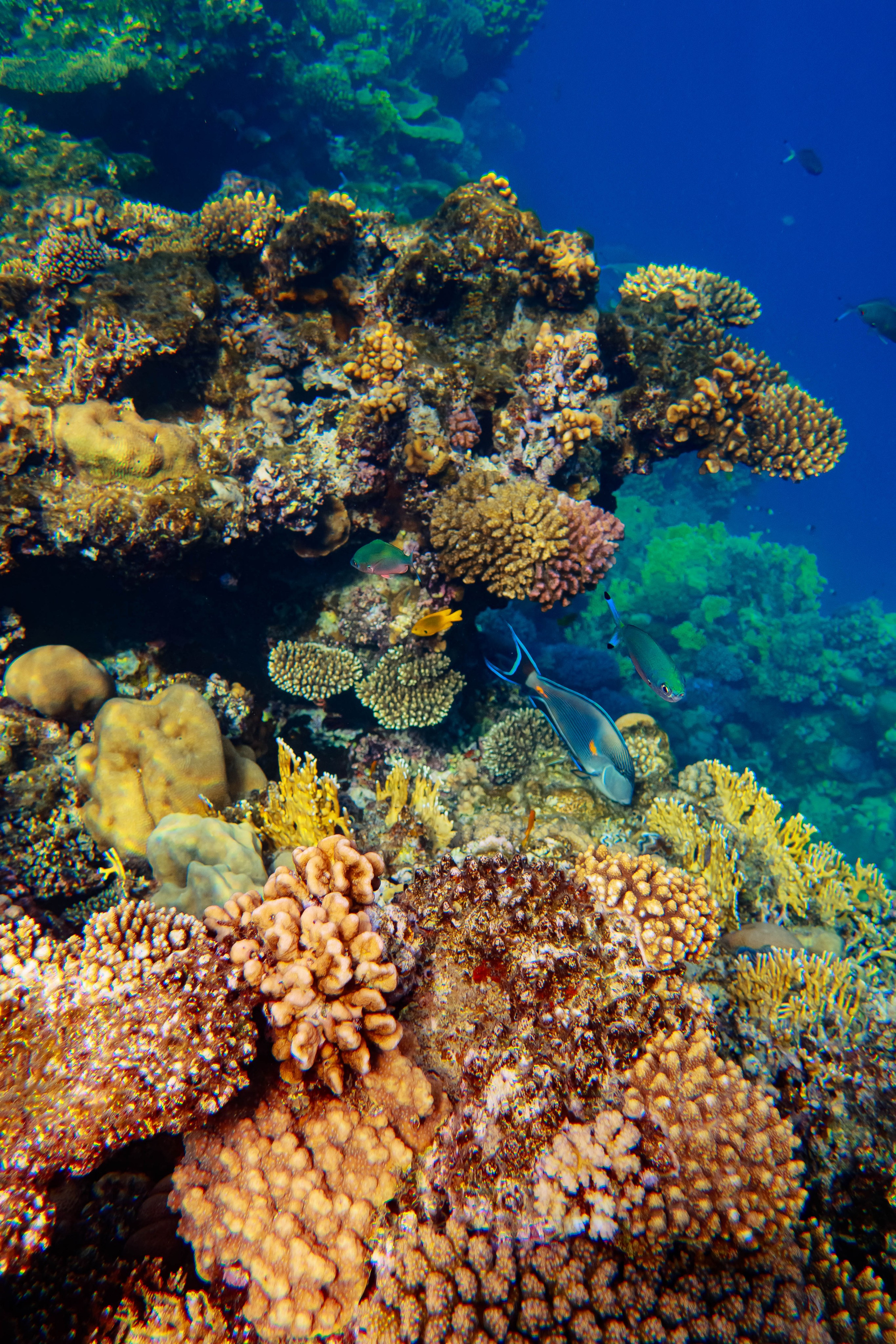 Fish. Фотограф Светлана Голицына