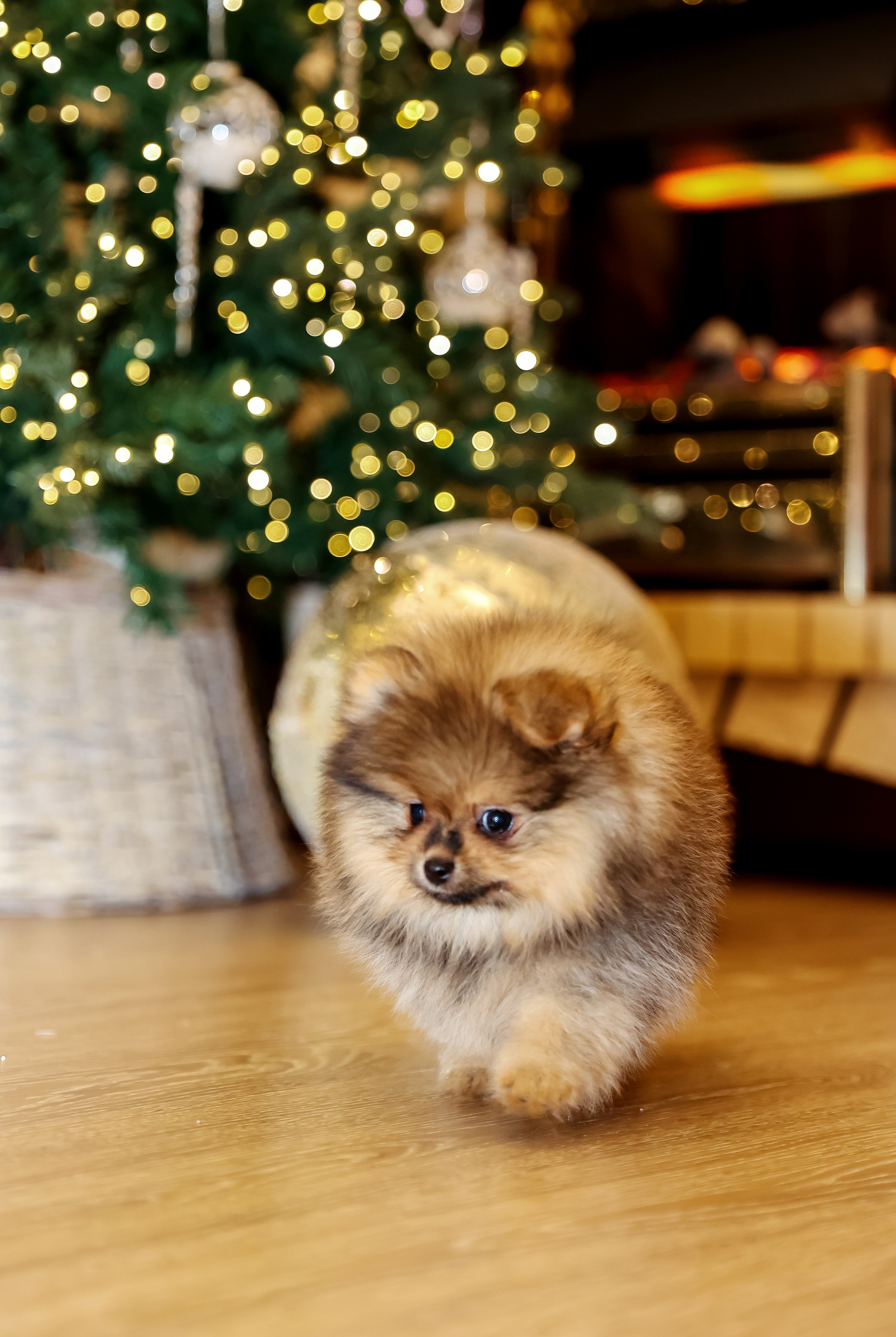 Съемка щенков шпица. Фотограф — Татьяна Кириллова, г. Санкт-Петербург