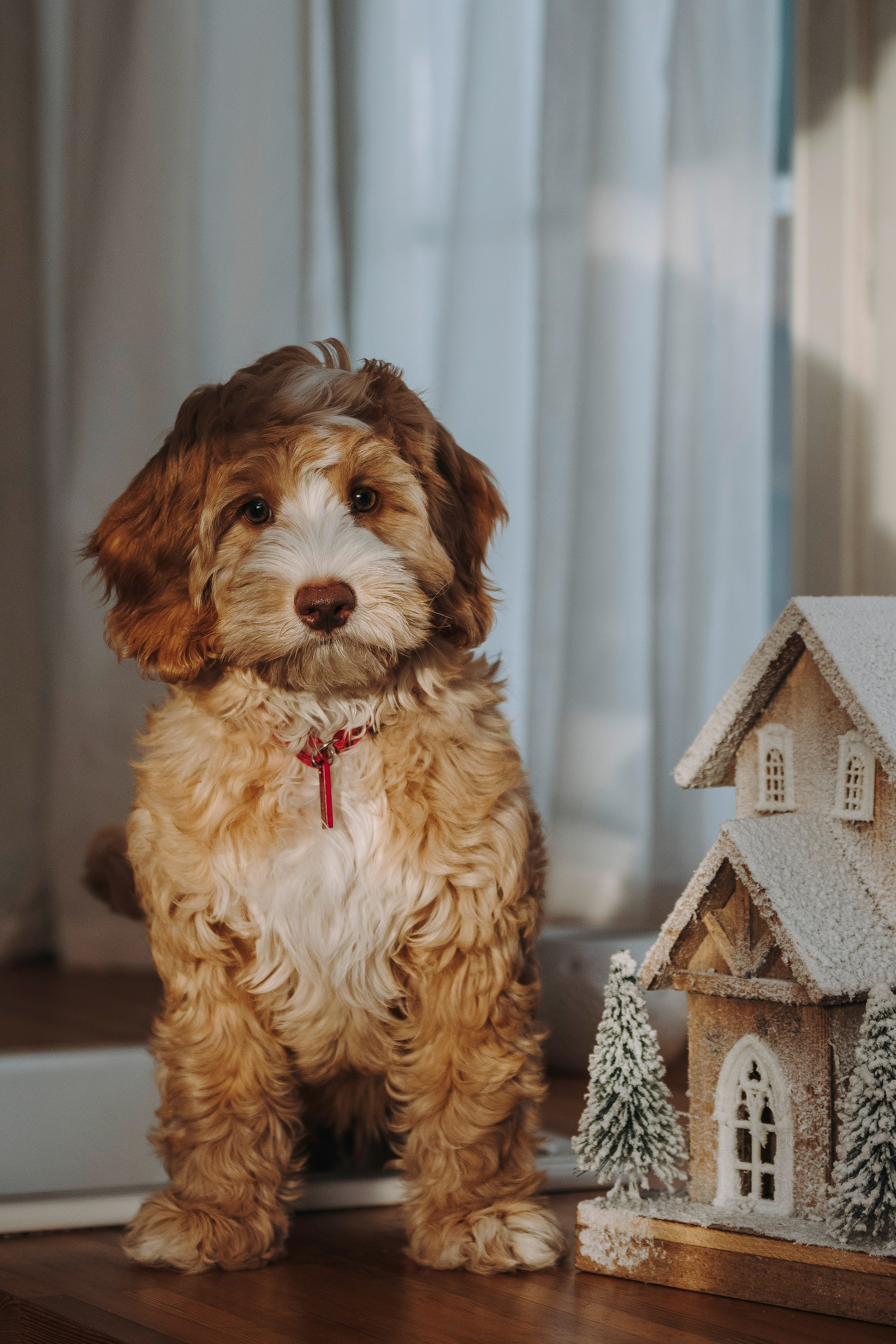 Мёрфи, Таня и Антон. Фотограф анималист в Спб недорого Олеся Майорова