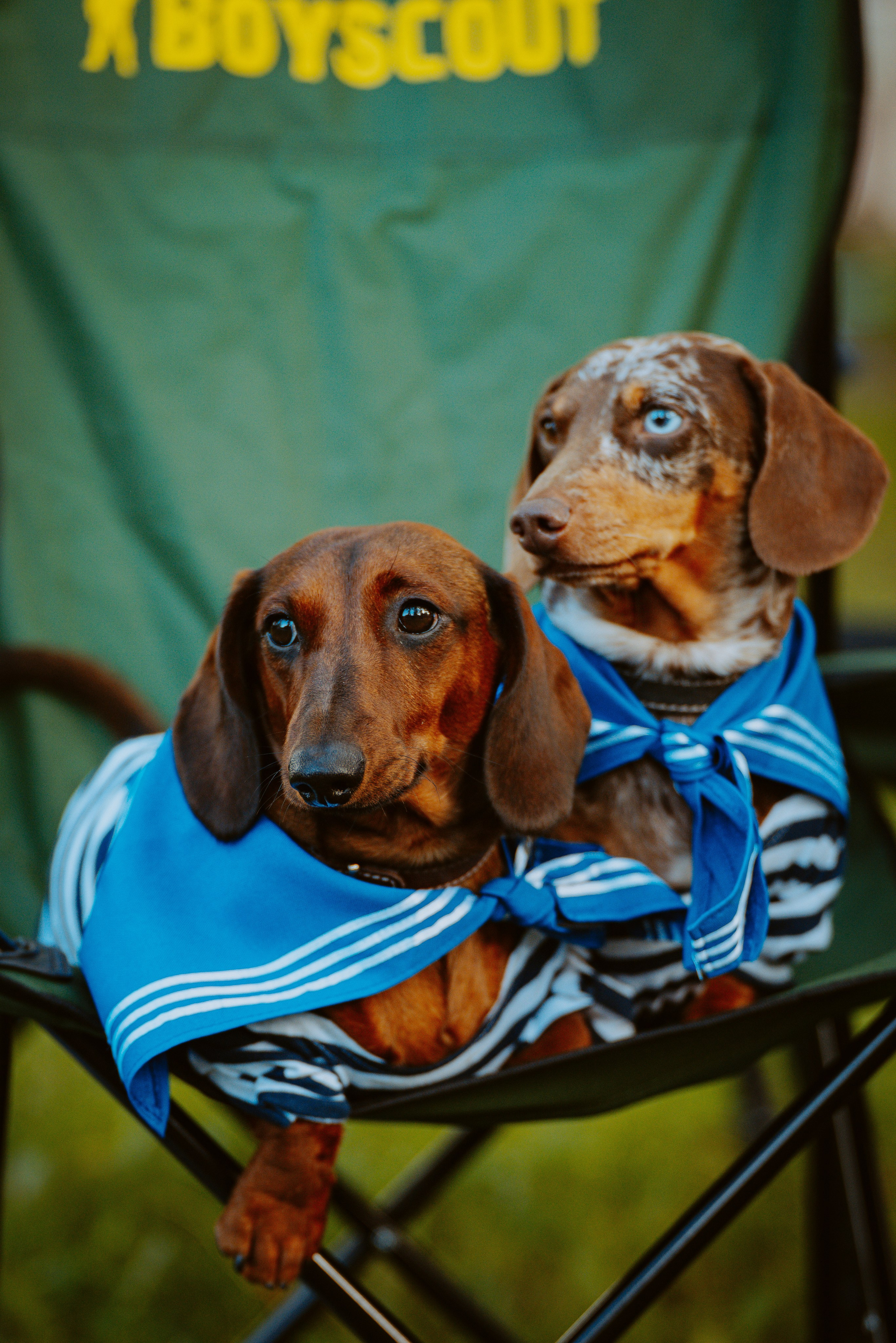 Такспарад. Фотограф анималист в Спб недорого Олеся Майорова