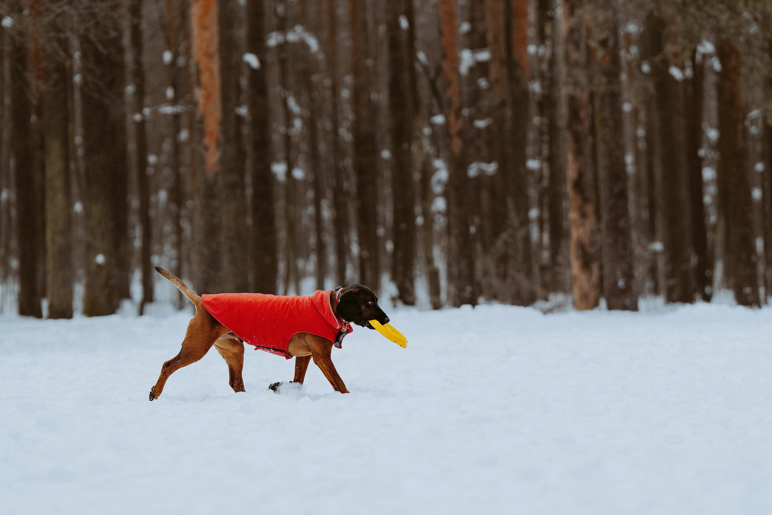Ольга, Рора и Румпель. Фотограф анималист в Спб недорого Олеся Майорова