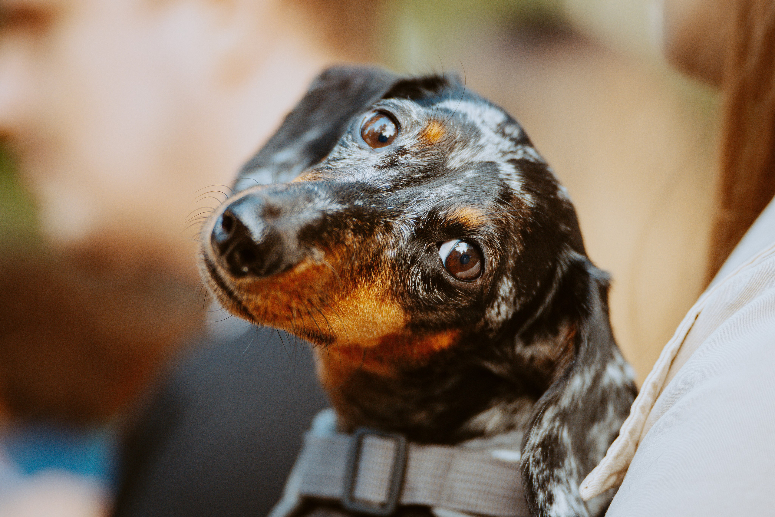 Такспарад. Фотограф анималист в Спб недорого Олеся Майорова