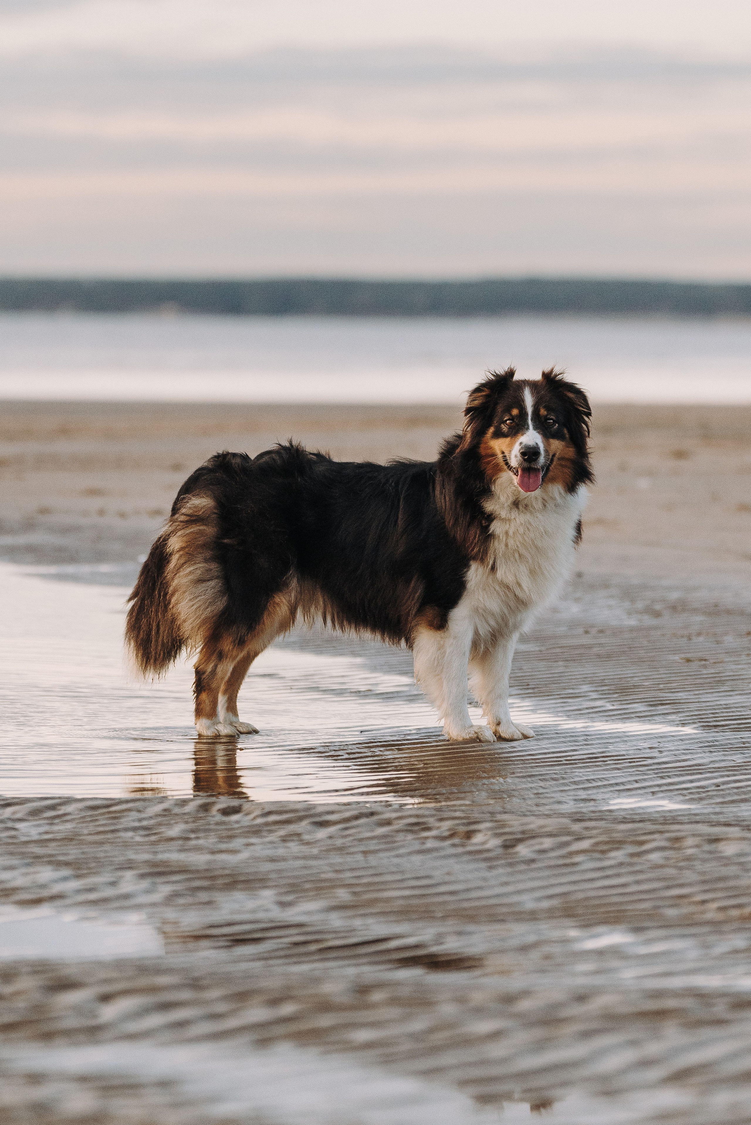 Фотограф анималист в Спб. Фотограф анималист в Спб недорого Олеся Майорова